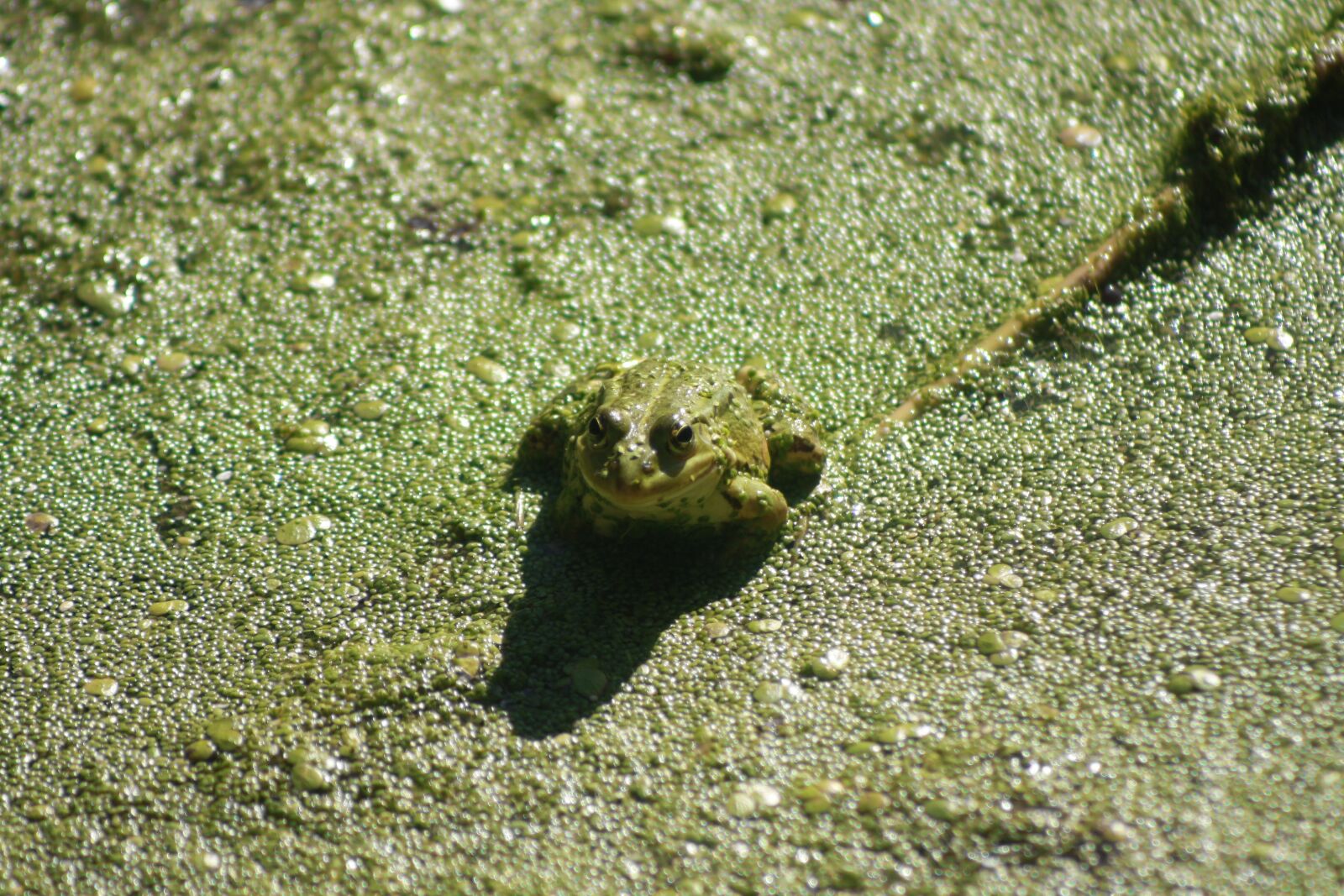 Canon EOS 1000D (EOS Digital Rebel XS / EOS Kiss F) sample photo. Frog, animal, pond photography