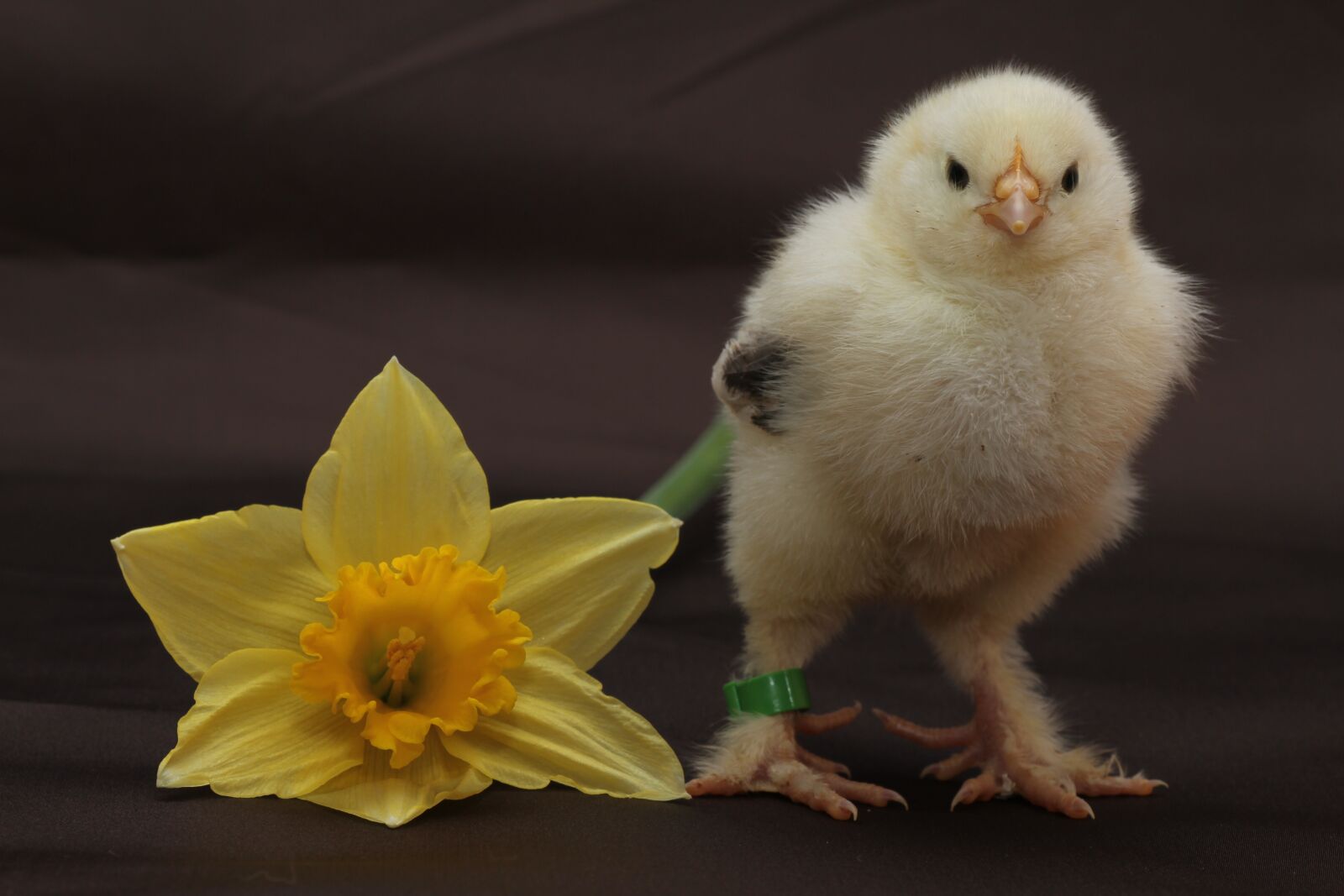 Canon EOS 7D sample photo. Chicks, fluffy, yellow photography
