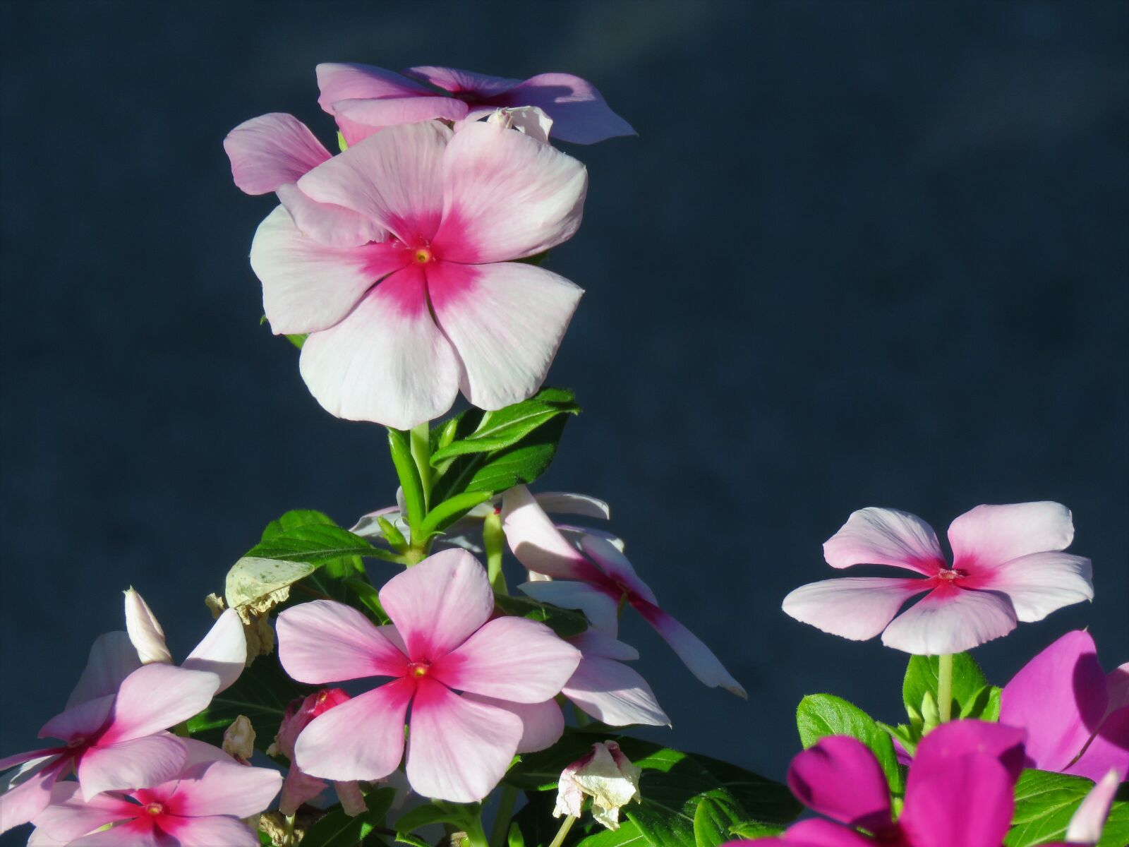 Canon PowerShot SX60 HS sample photo. Flowers, pink, white photography