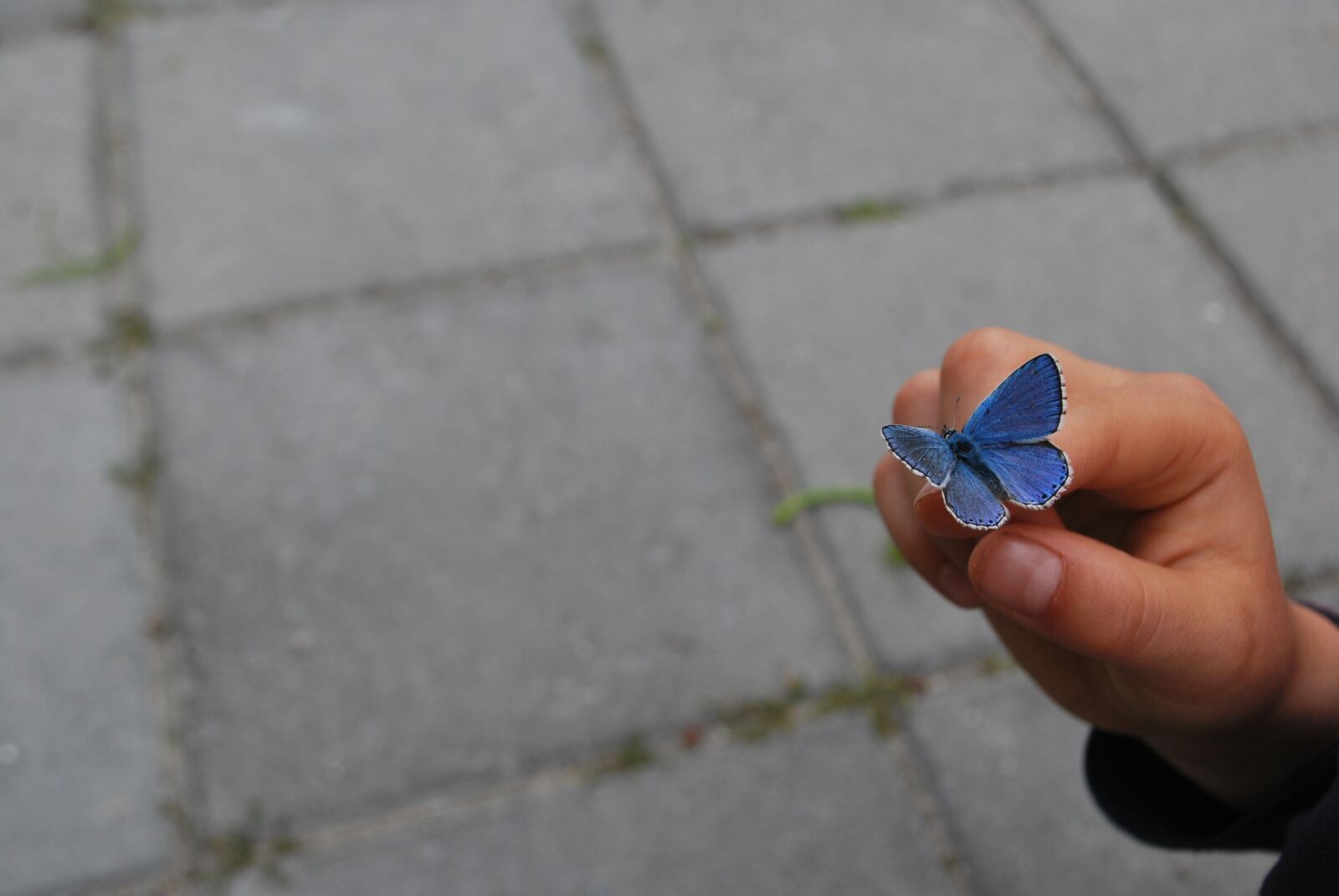 Nikon D60 sample photo. Butterfly, hand, finger photography