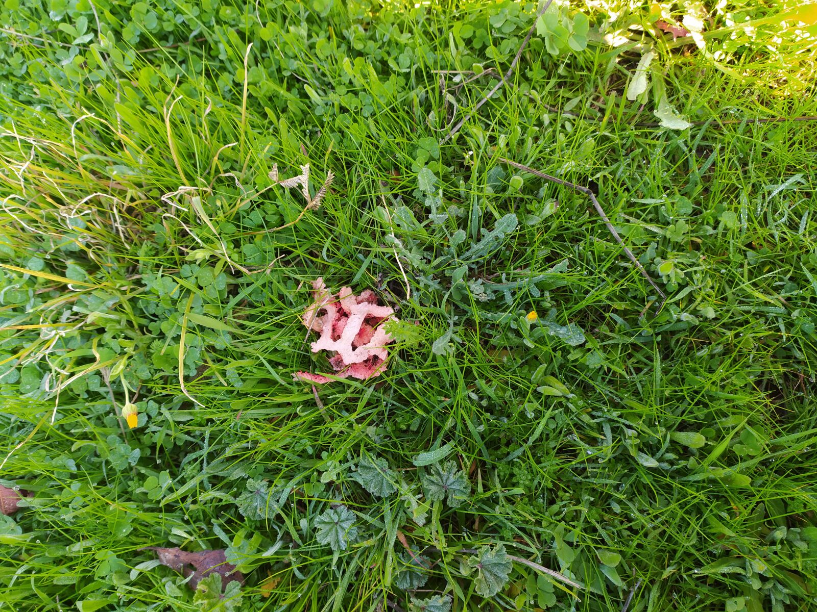 Xiaomi Redmi Note 8 sample photo. Catalunya, clathrus, ruber photography