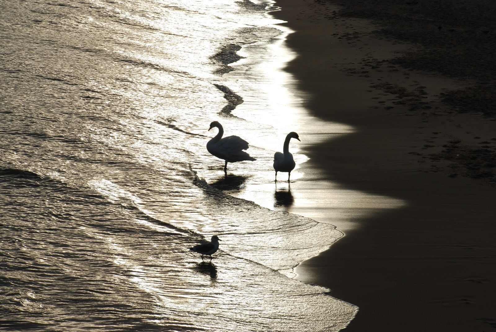 Nikon D80 sample photo. Sea, swans, swan photography