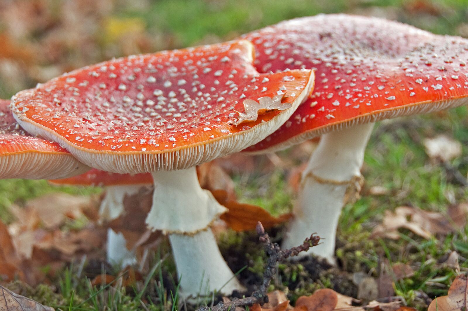 Nikon D90 sample photo. Mushroom, fly agaric, autumn photography