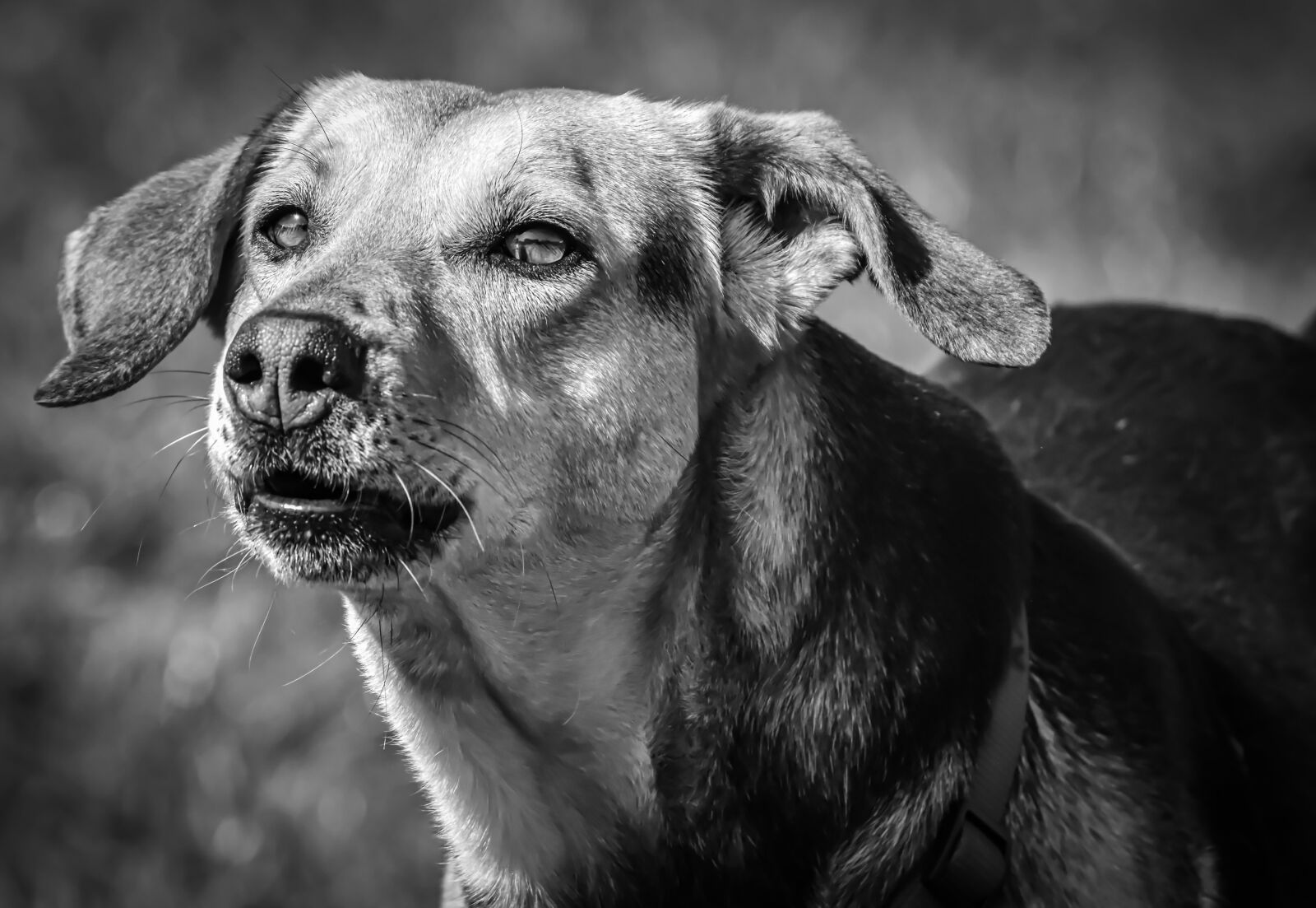 Nikon D7200 sample photo. Dog, animal, pet photography