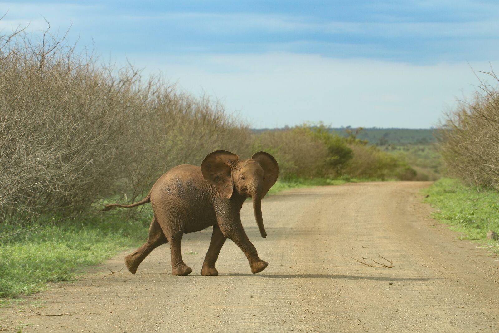 Canon EF 100mm F2.8L Macro IS USM sample photo. Elephant, young, baby photography