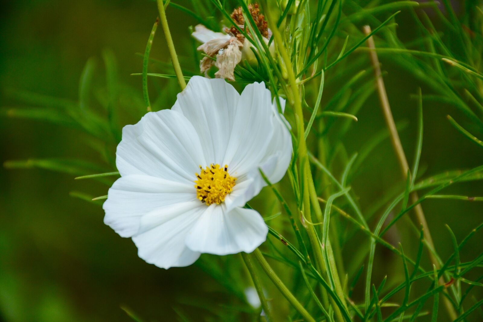Nikon D7100 sample photo. Bloom, blossom, close, up photography