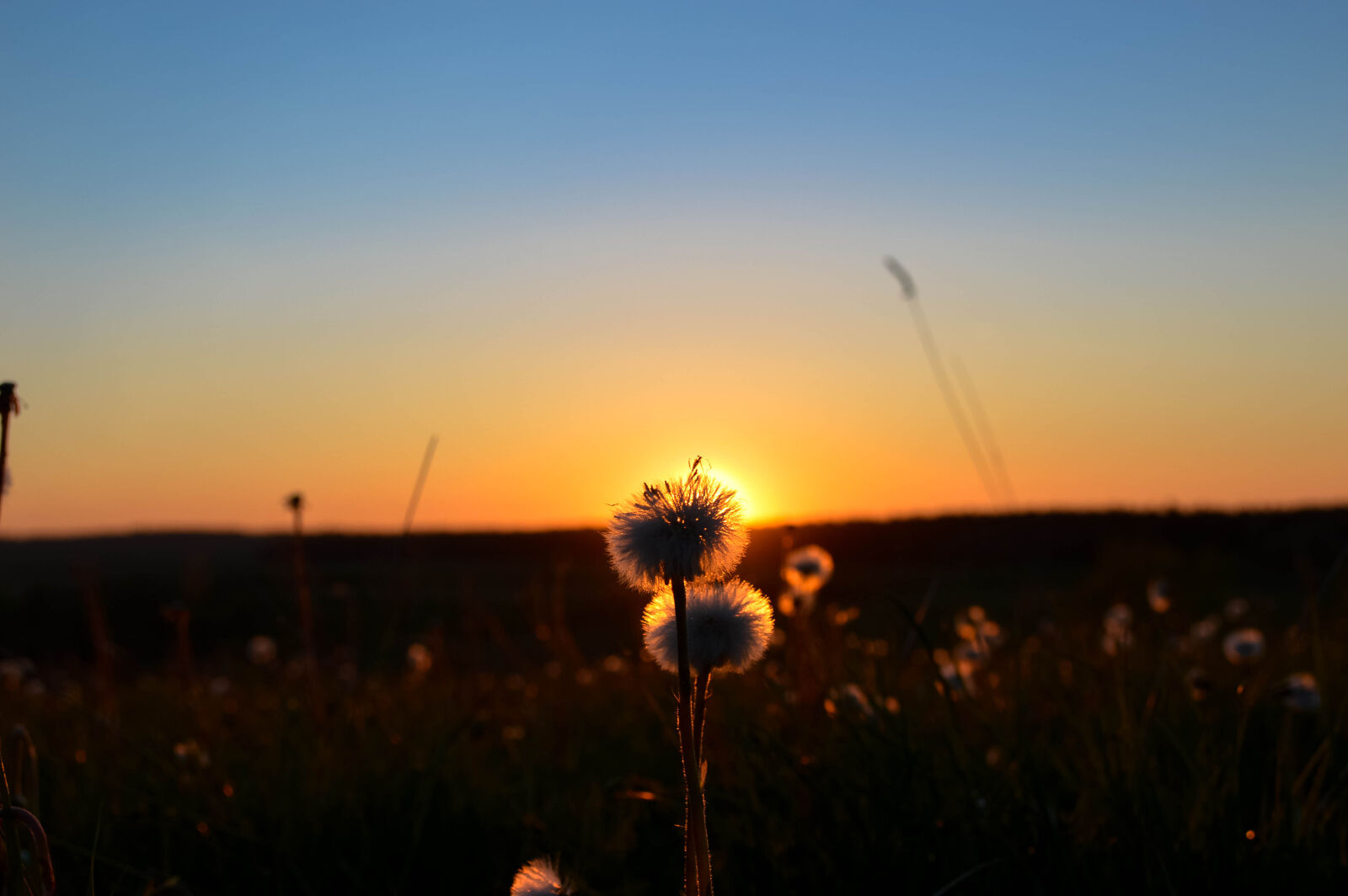 Nikon D3200 sample photo. Flowers, summer, sunset photography