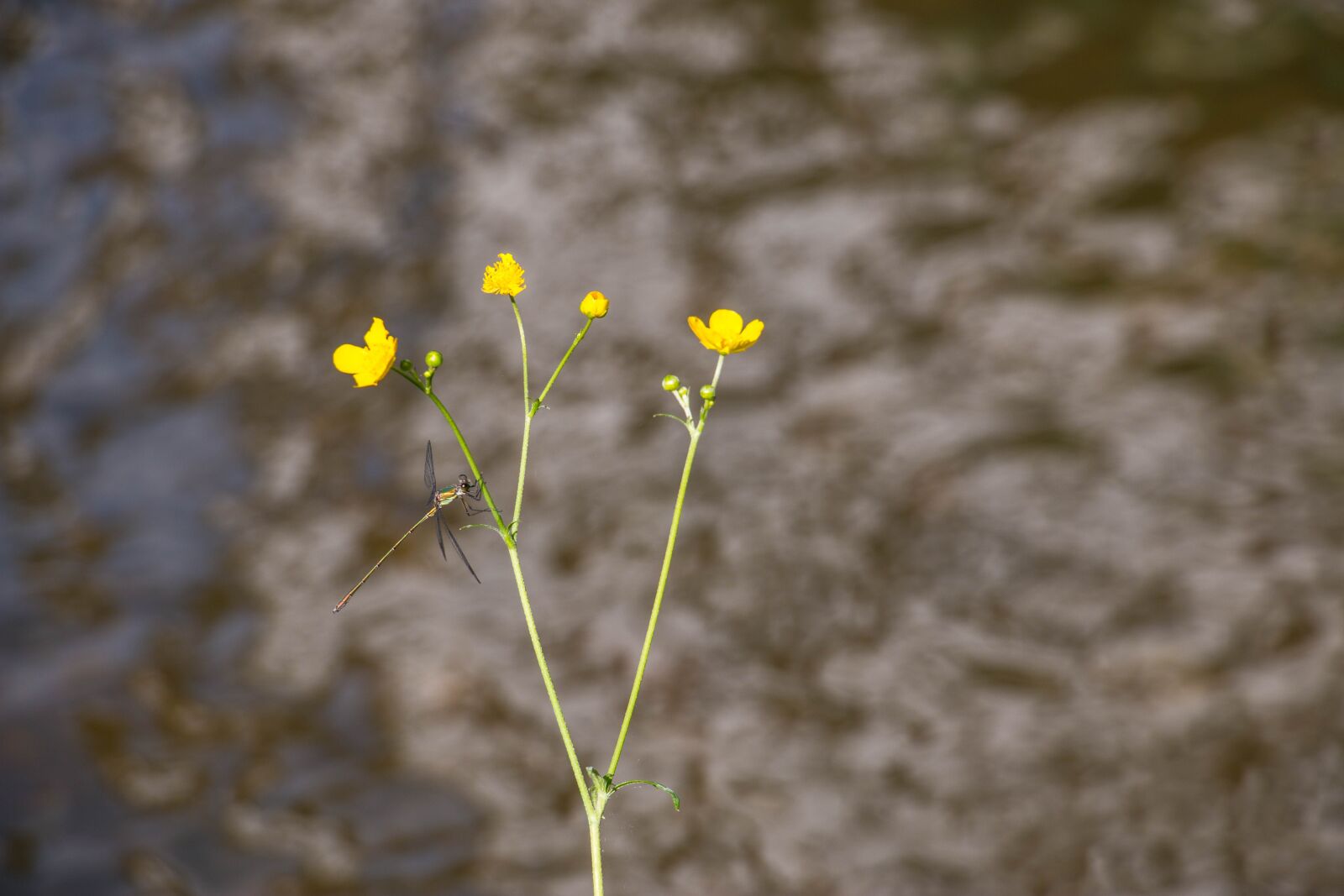 Canon EOS 70D sample photo. Park, pond, flowers photography