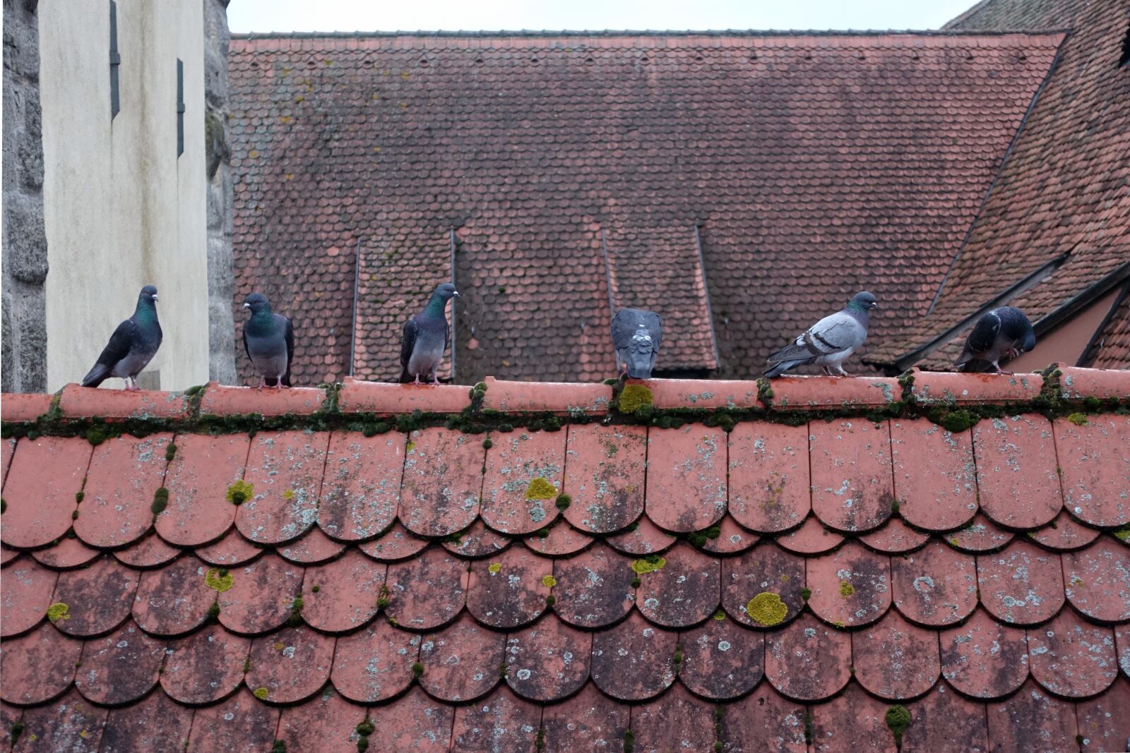 Sony Cyber-shot DSC-RX100 III sample photo. Pigeons, roof pigeons, roof photography