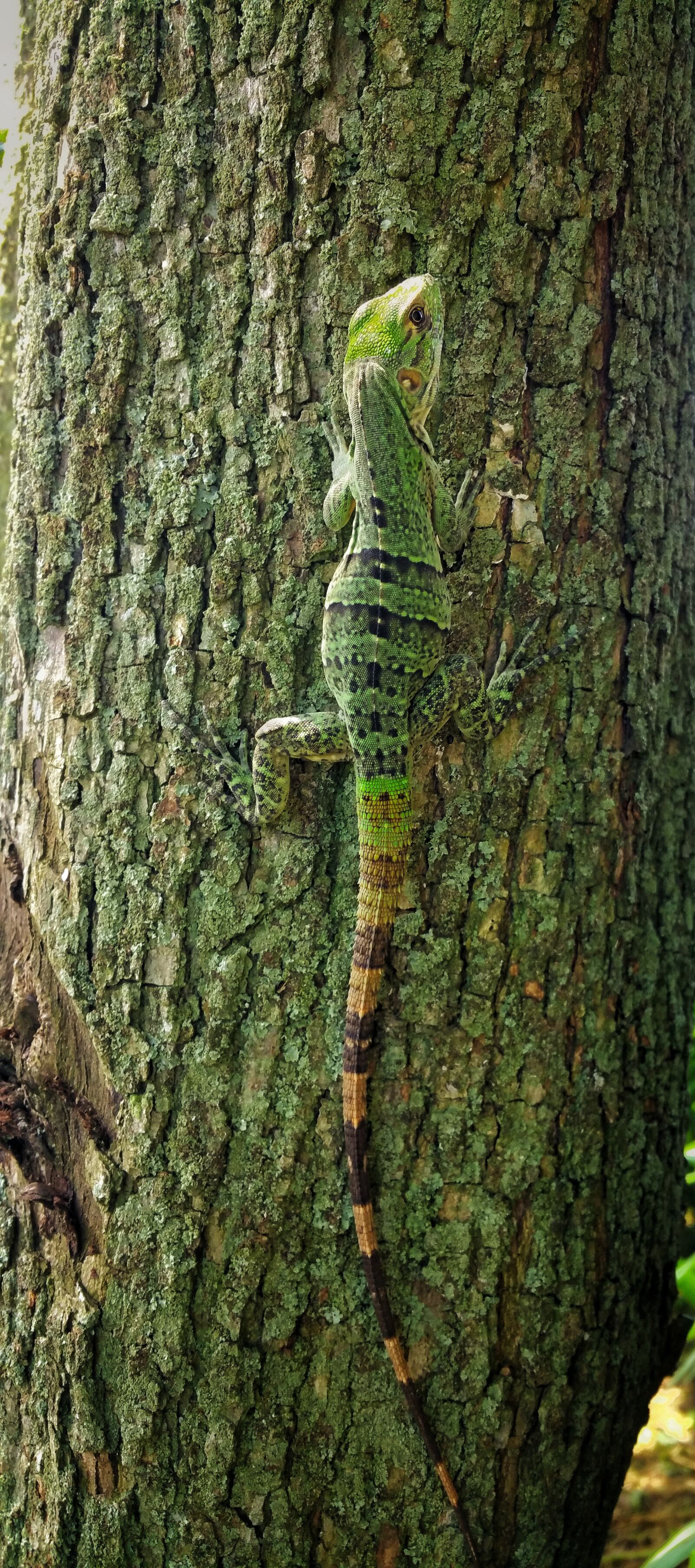 Samsung Galaxy Note4 sample photo. Lizard, green, reptile photography