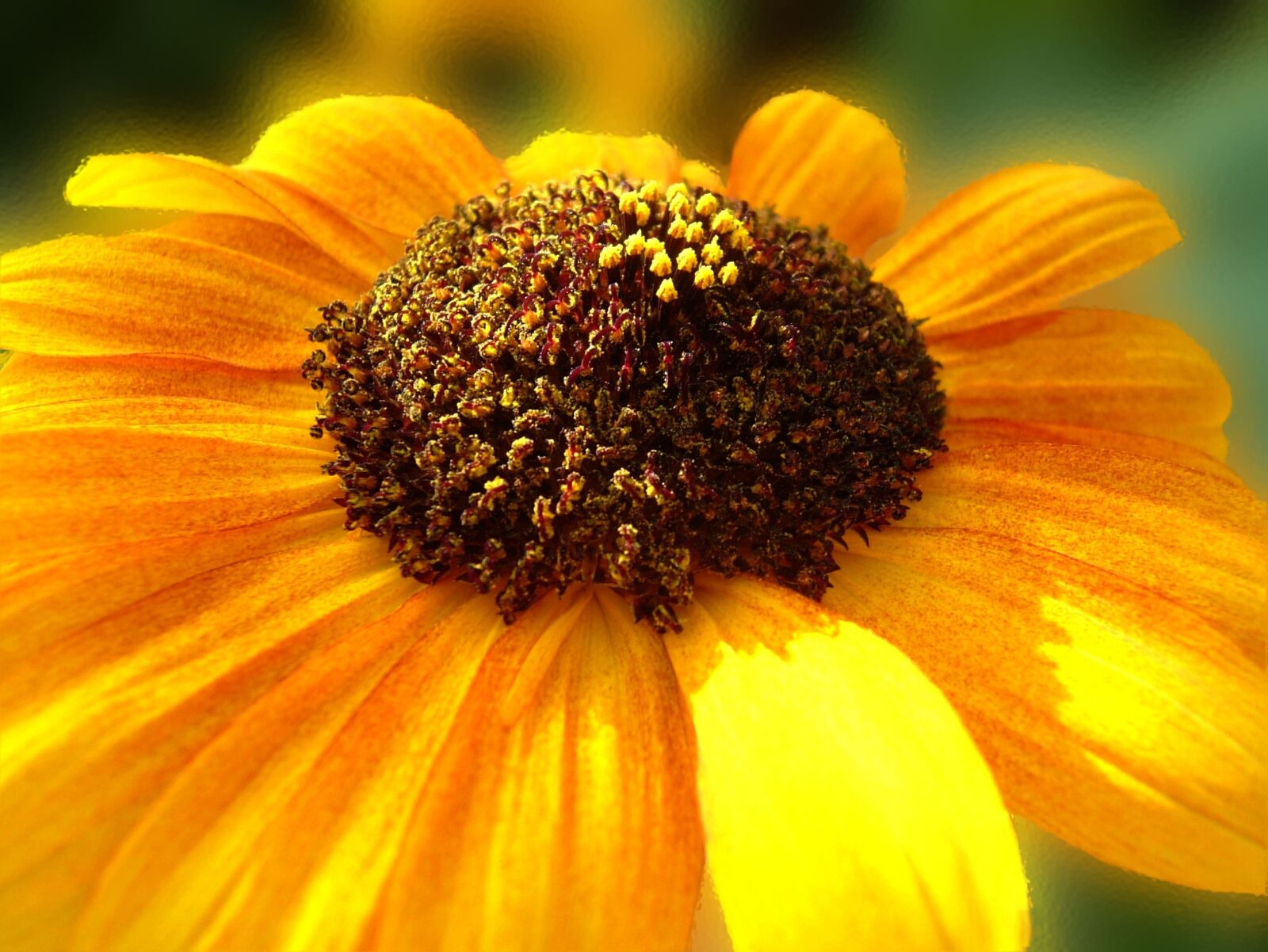 Fujifilm FinePix F700 sample photo. Sunflower, sun, summer photography
