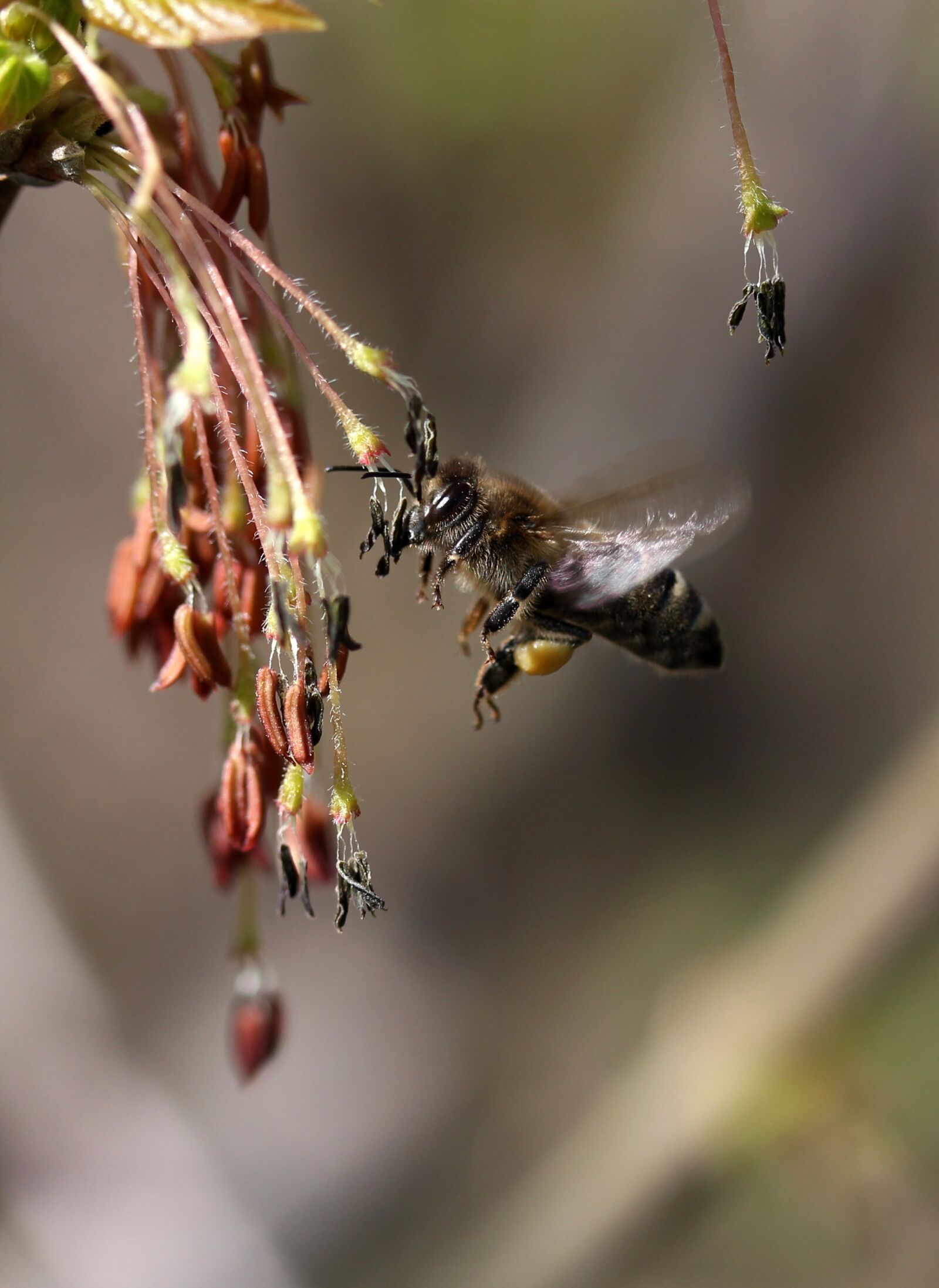 Canon EF-S 60mm F2.8 Macro USM sample photo. Bee, flight, pollination photography