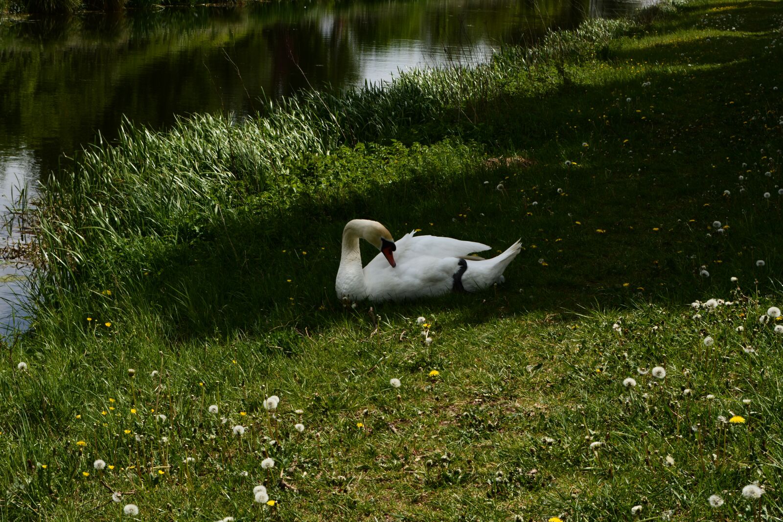 Nikon D5200 sample photo. Swan, meadow, animal photography