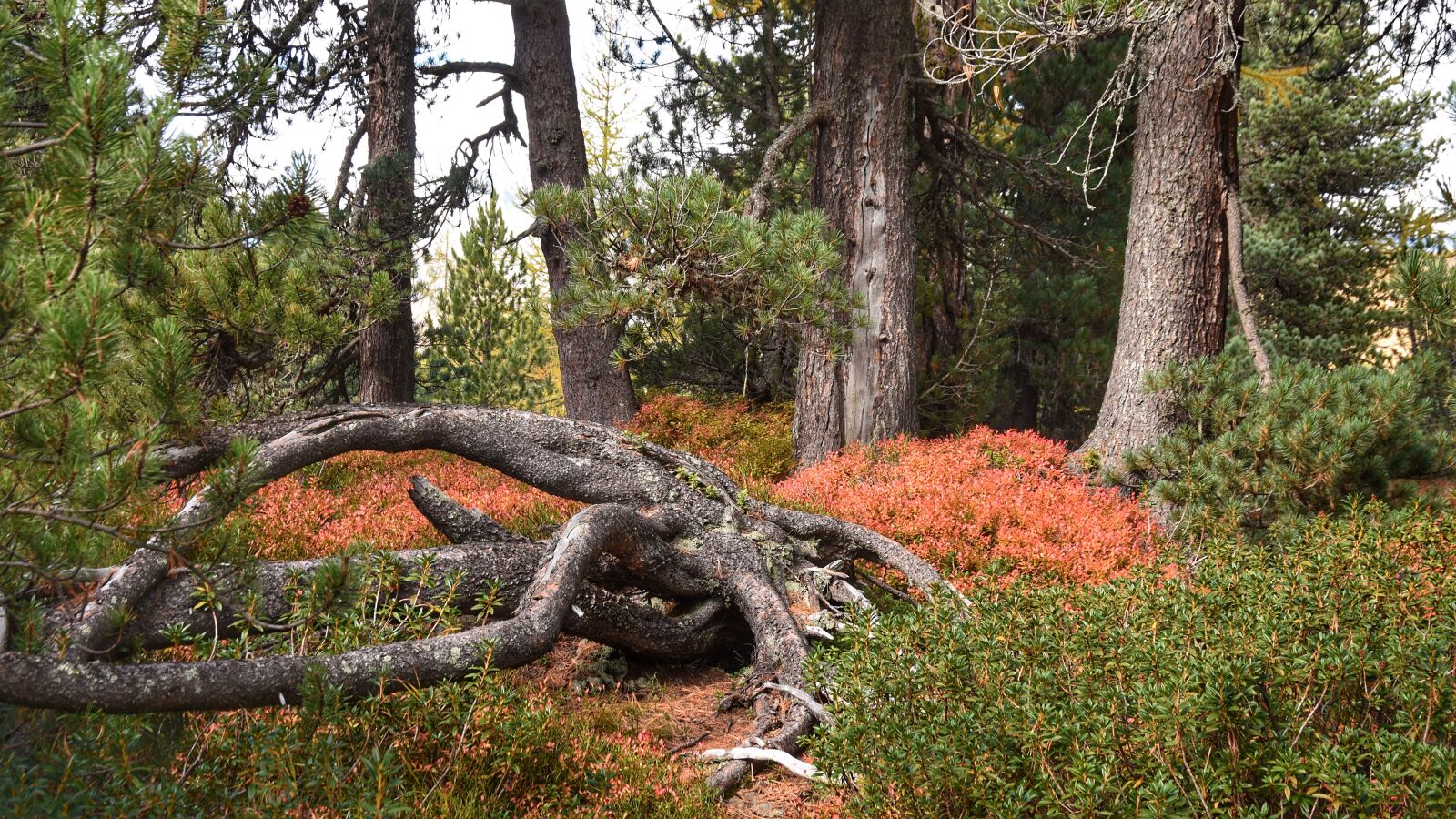 Nikon D7200 sample photo. Hiking, autumn, mountains photography