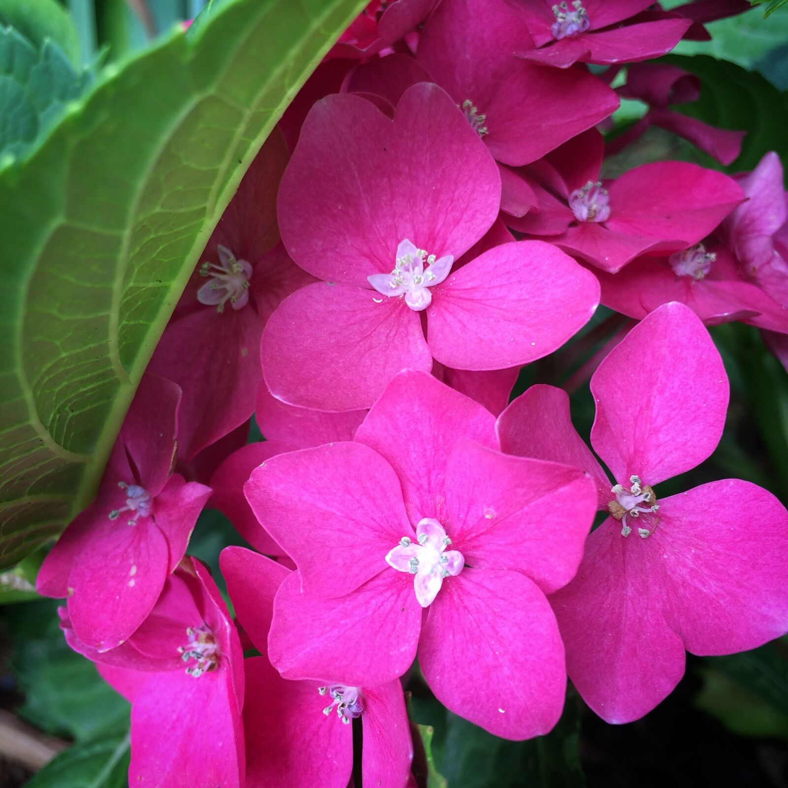 iPhone 5s back camera 4.15mm f/2.2 sample photo. Flower, sprig, pink flower photography