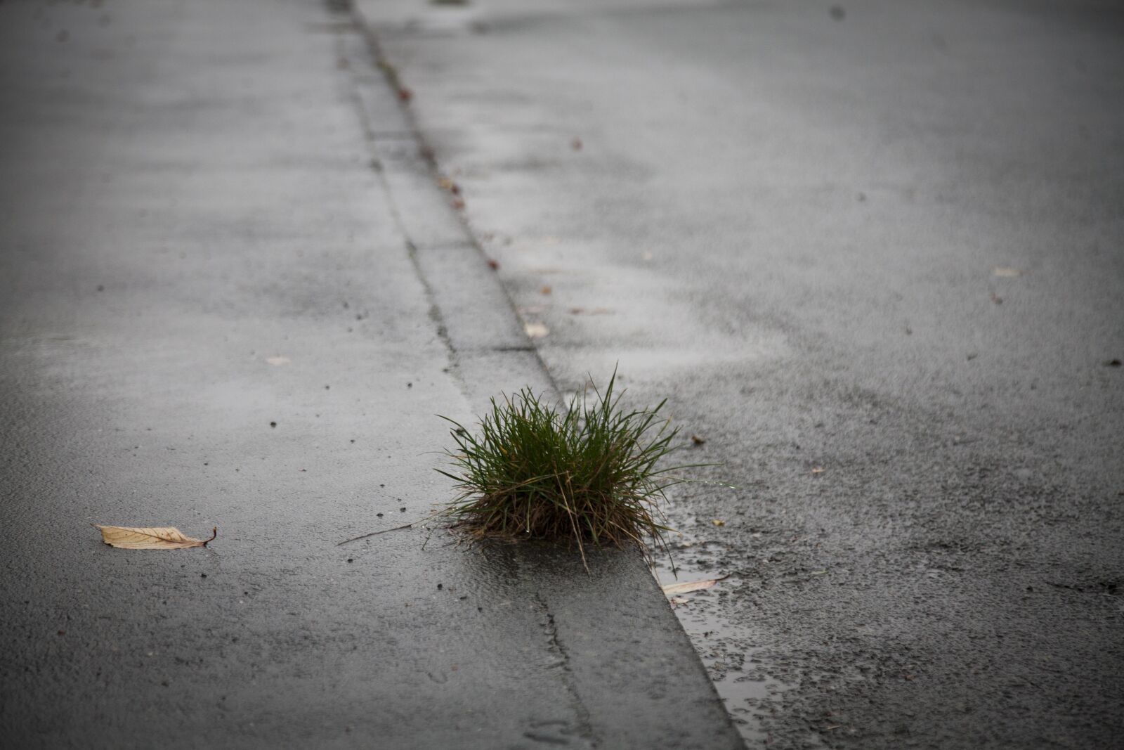 Canon EOS 5D sample photo. Autumn mood, dreary weather photography
