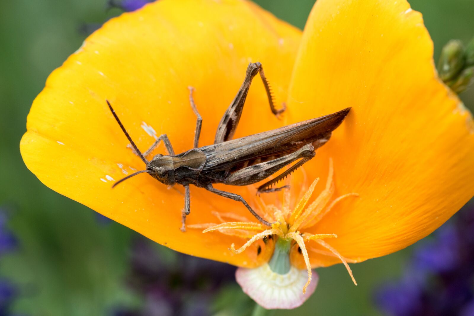 Canon EOS 7D Mark II sample photo. Brown grasshopper, grasshopper, caelifera photography
