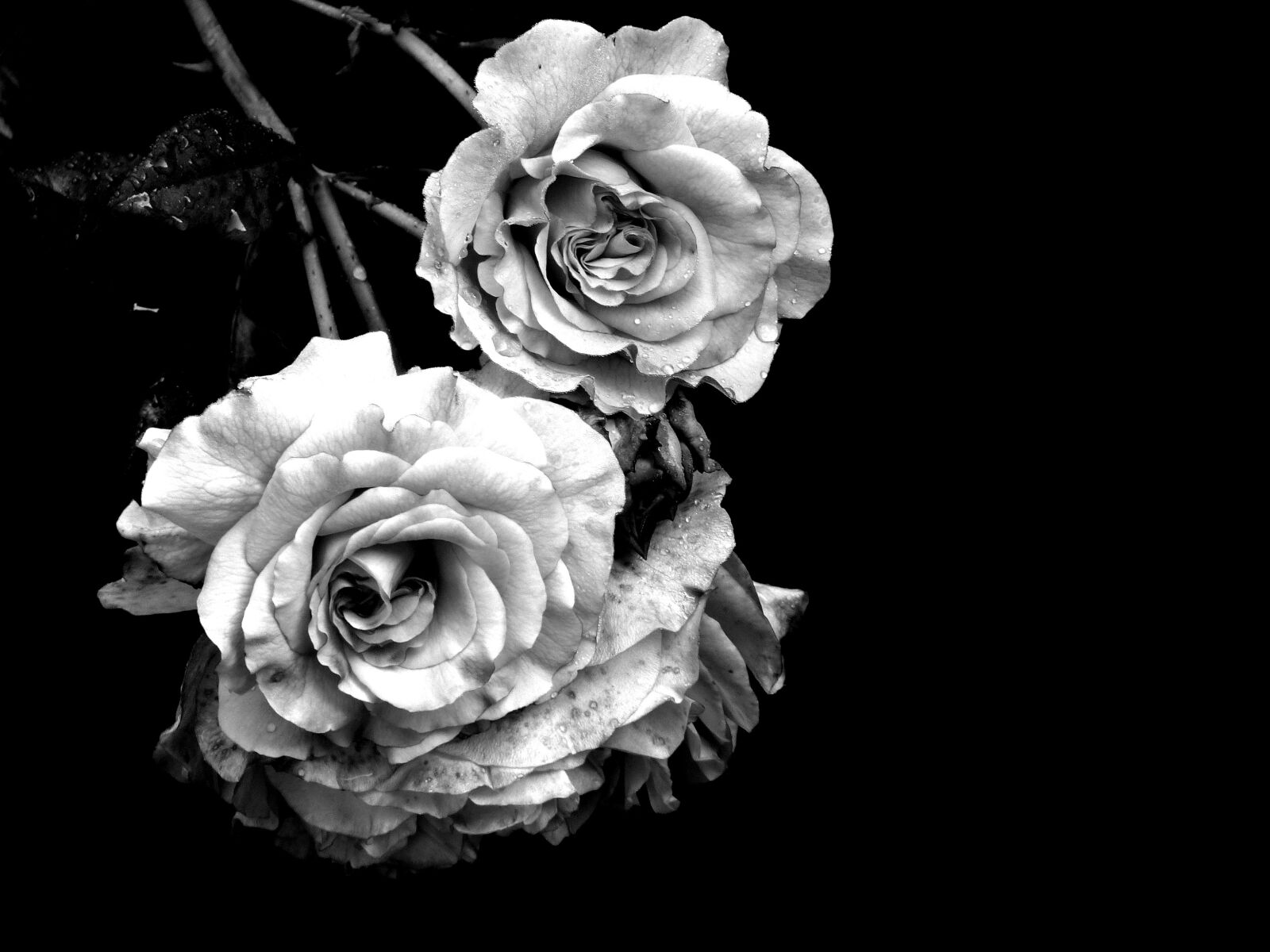 Panasonic Lumix DMC-FZ200 sample photo. Rose, mourning, cemetery photography