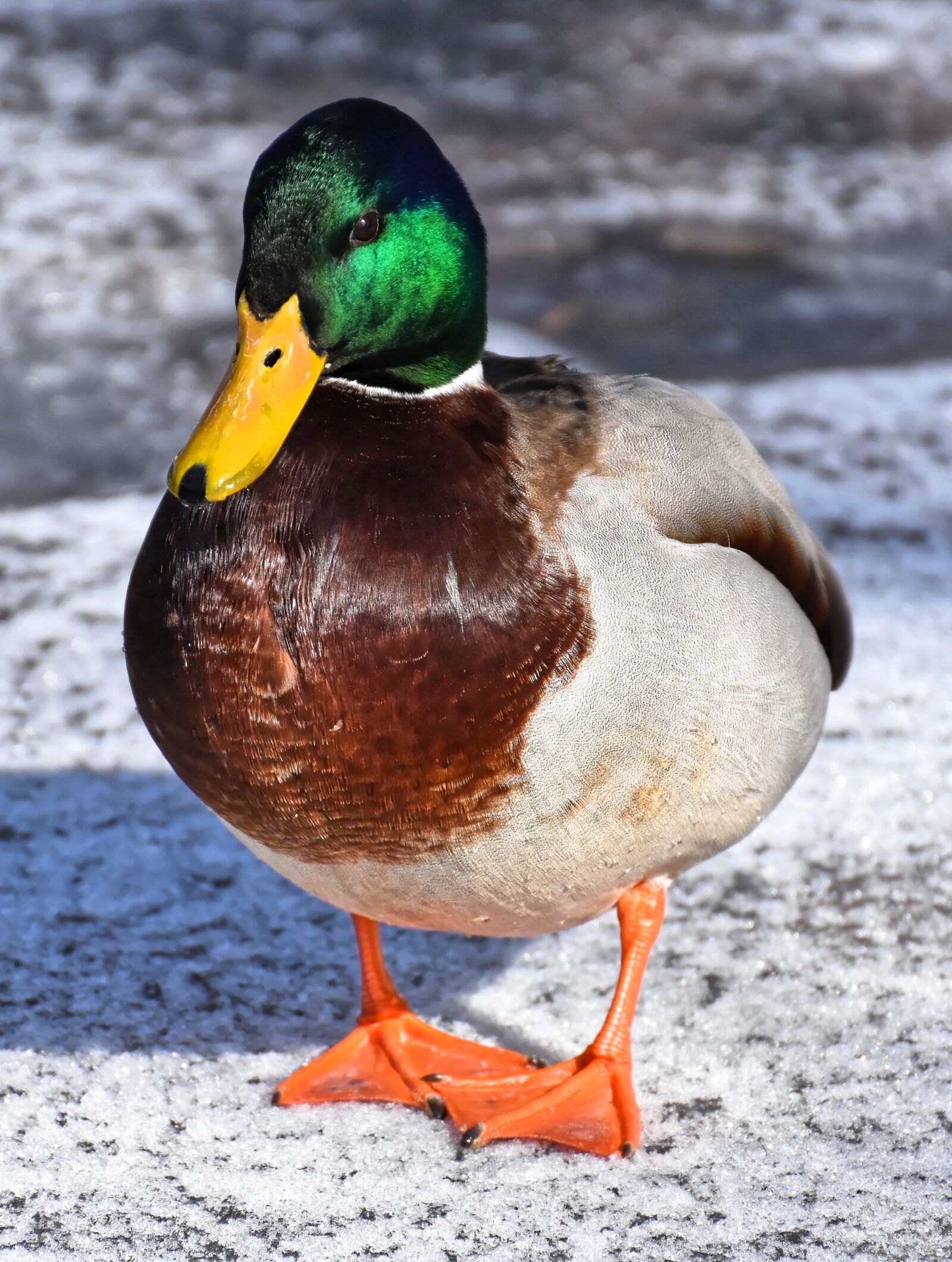 Nikon D7200 sample photo. Mallard, drake, colorful photography