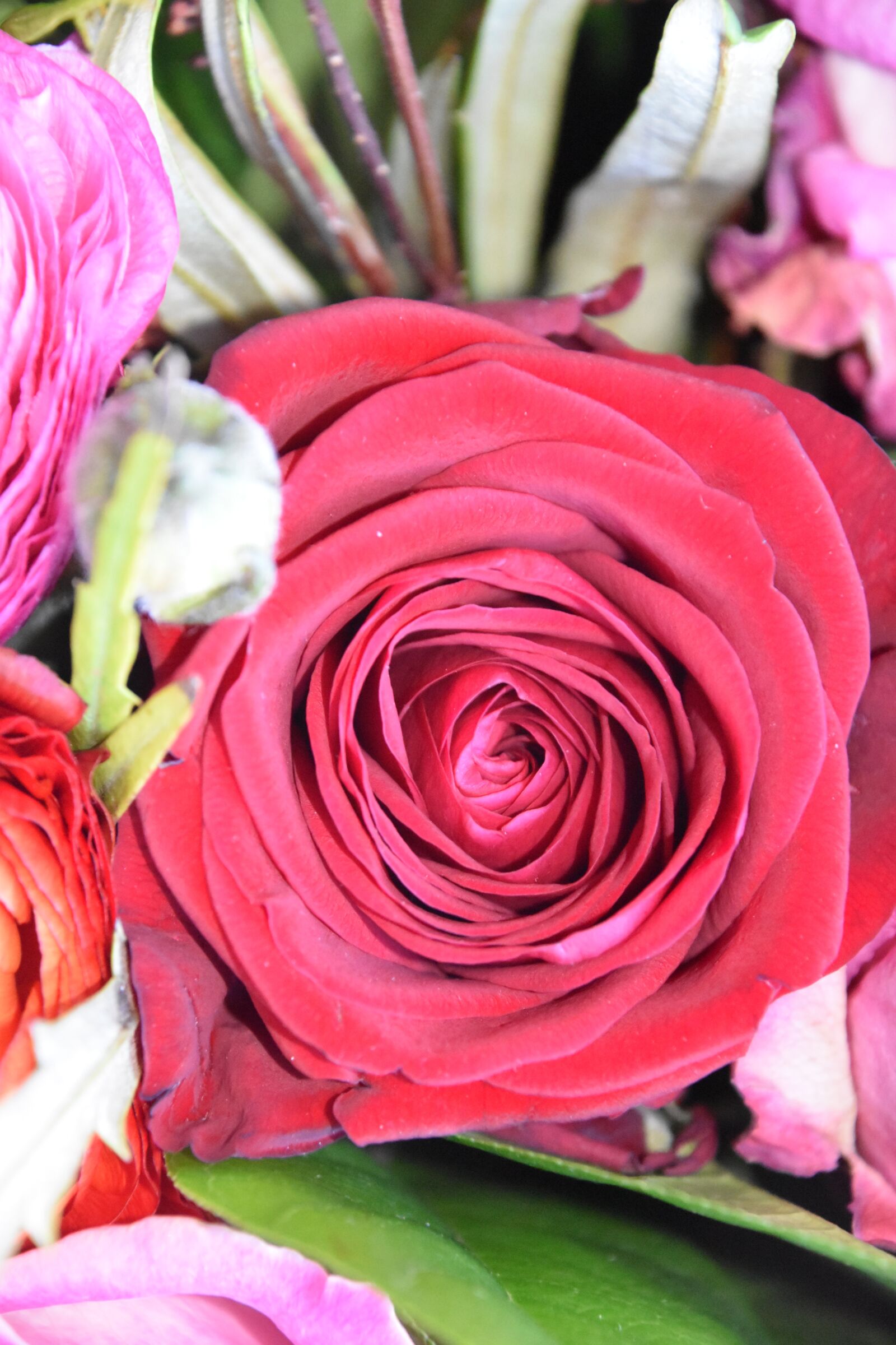 Nikon D5600 sample photo. Flower, rosebush, floral photography