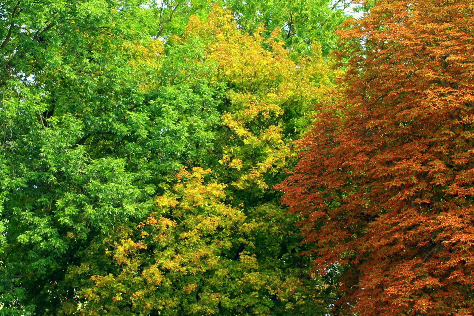 Canon EOS 1200D (EOS Rebel T5 / EOS Kiss X70 / EOS Hi) sample photo. Tree, foliage, deciduous trees photography
