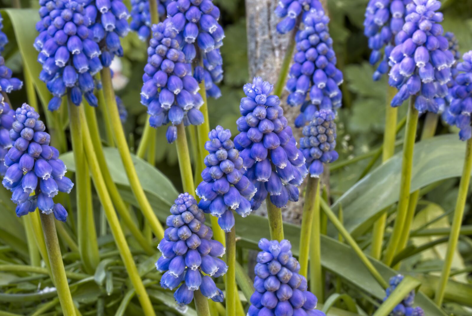 Canon EOS R sample photo. Blue grape, muscari botryoides photography