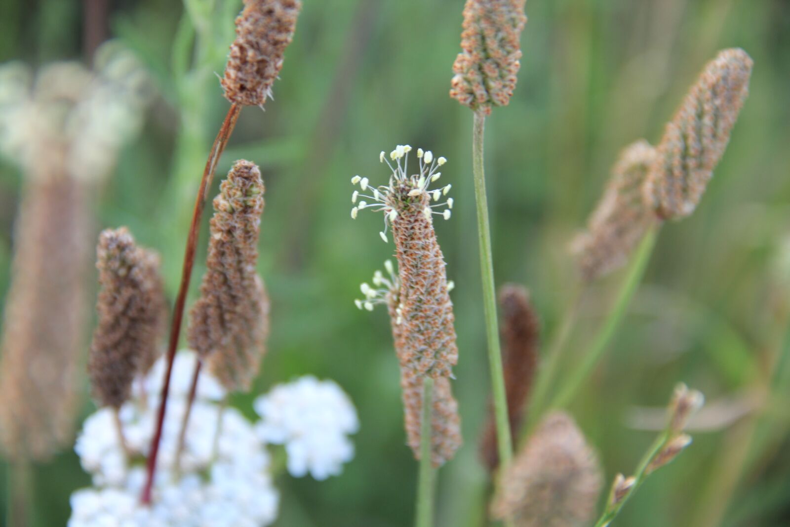 Canon EOS 550D (EOS Rebel T2i / EOS Kiss X4) sample photo. Grasses, blossom, bloom photography