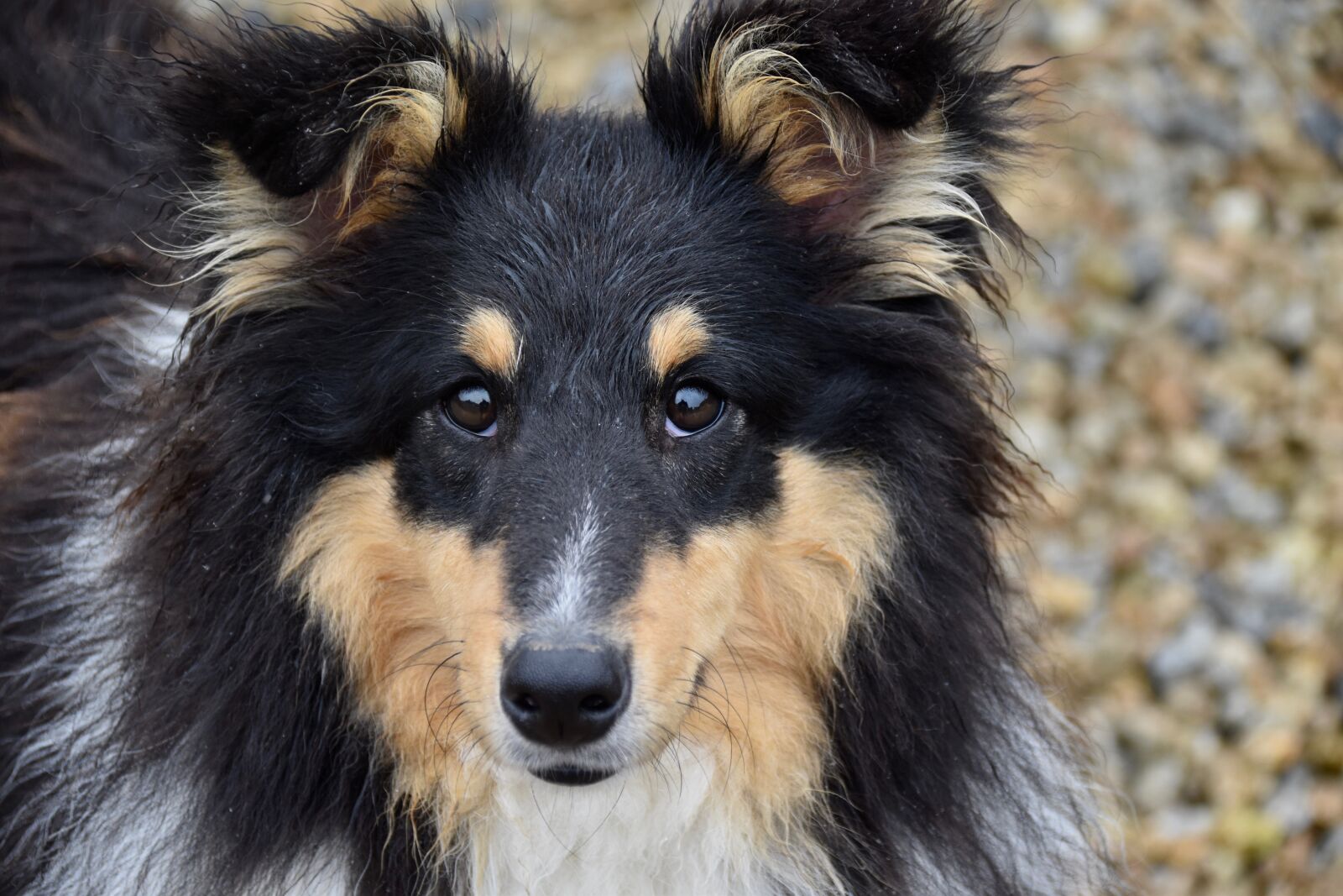 Nikon D5600 sample photo. Dog, shetland sheepdog, pup photography