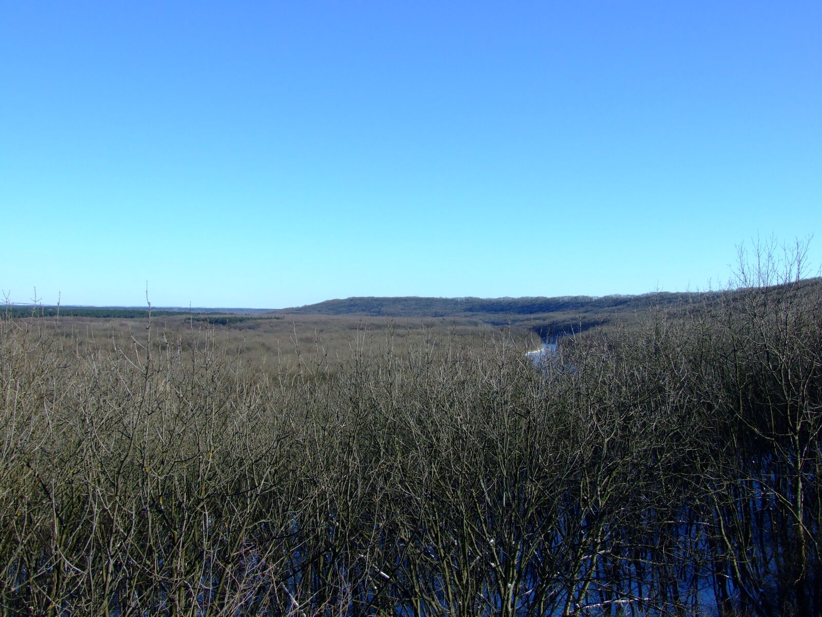 Fujifilm FinePix S6500fd sample photo. Forest, forest, view, panorama photography