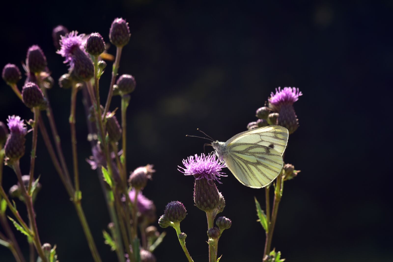 Nikon D750 sample photo. Butterfly, white, flowers photography