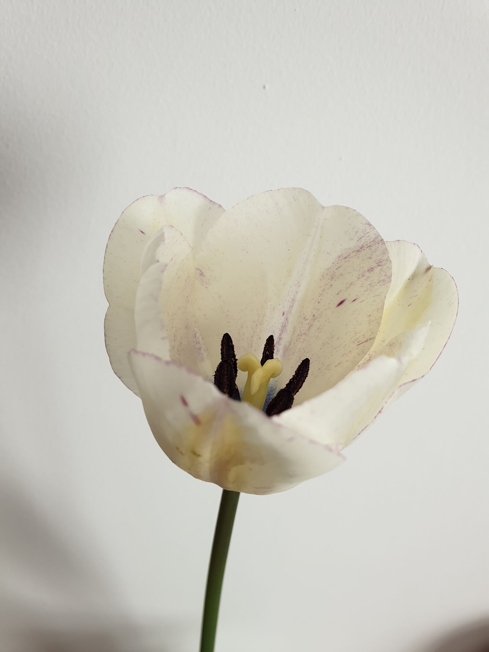 Samsung Galaxy Note9 sample photo. Tulip, flower, white photography