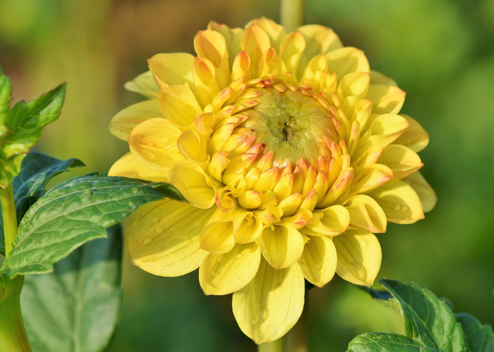 Nikon D7200 sample photo. Dahlia, dahlias bud, flower photography
