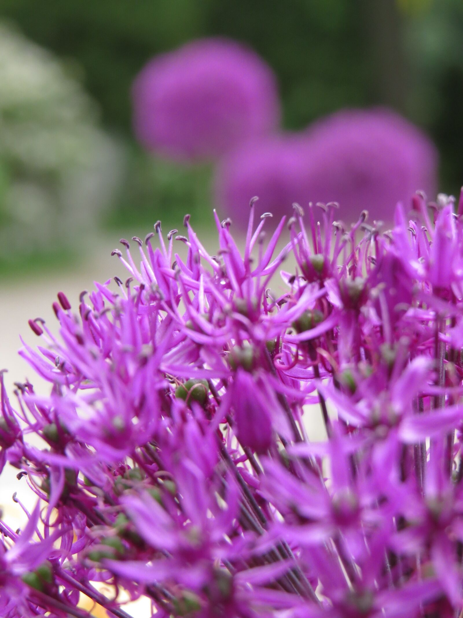Canon PowerShot SX50 HS sample photo. Purple, nature, purple flower photography