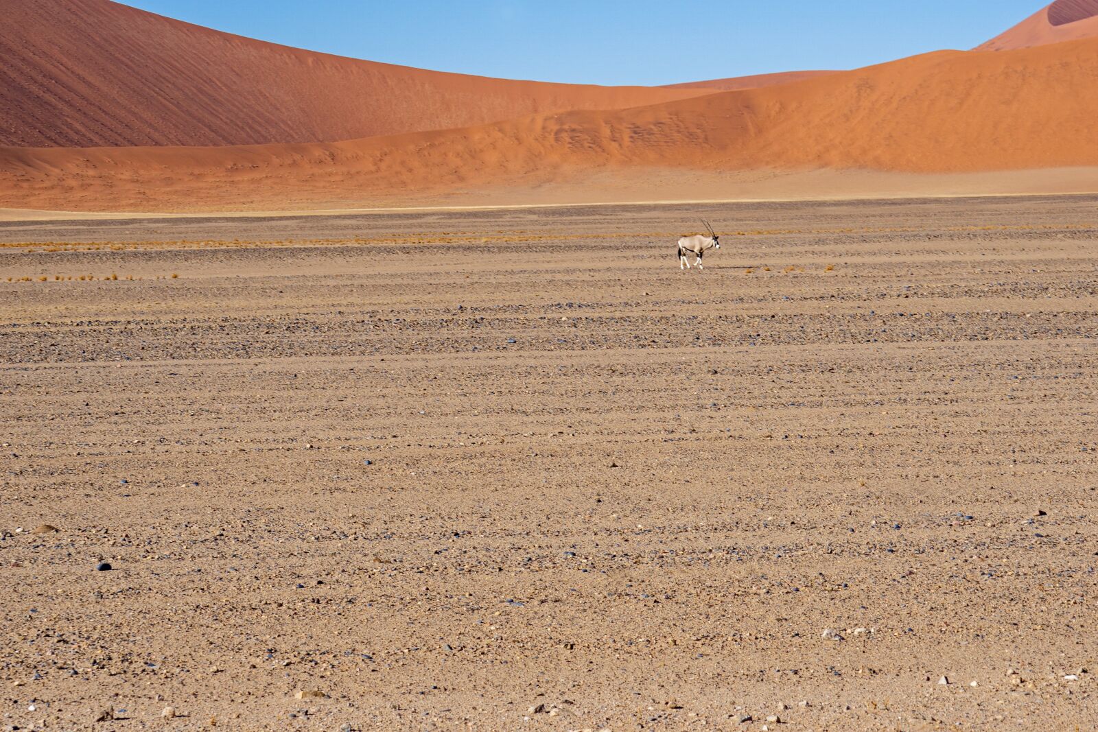 Sony FE 70-300mm F4.5-5.6 G OSS sample photo. Desert, sand, animal photography