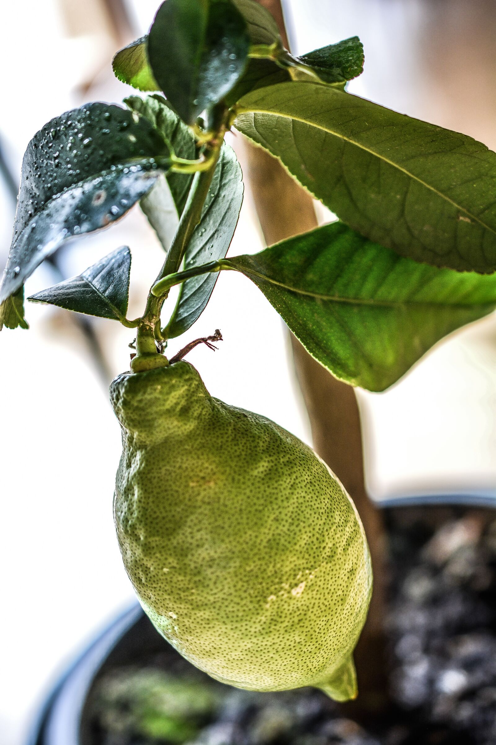 Nikon D5200 sample photo. Lemon, tree, green photography