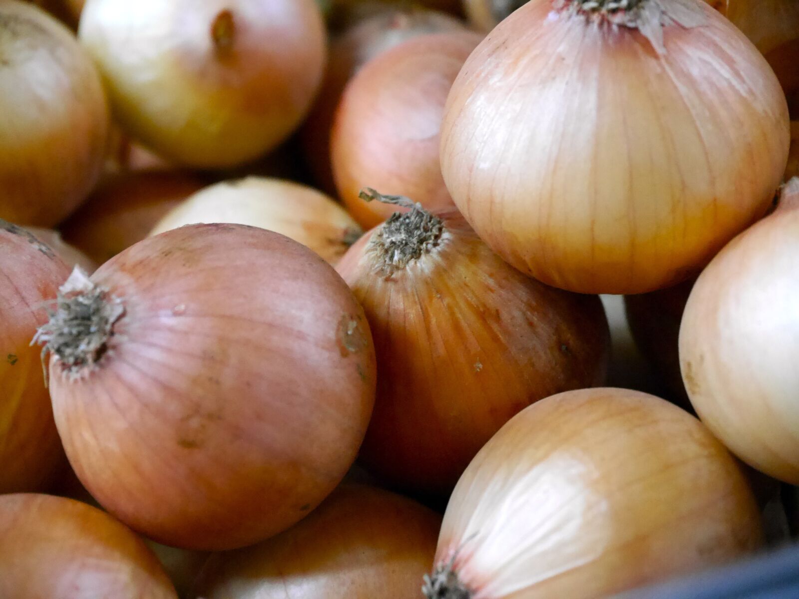 Panasonic Lumix DMC-G6 sample photo. Small onions, onions, onion photography