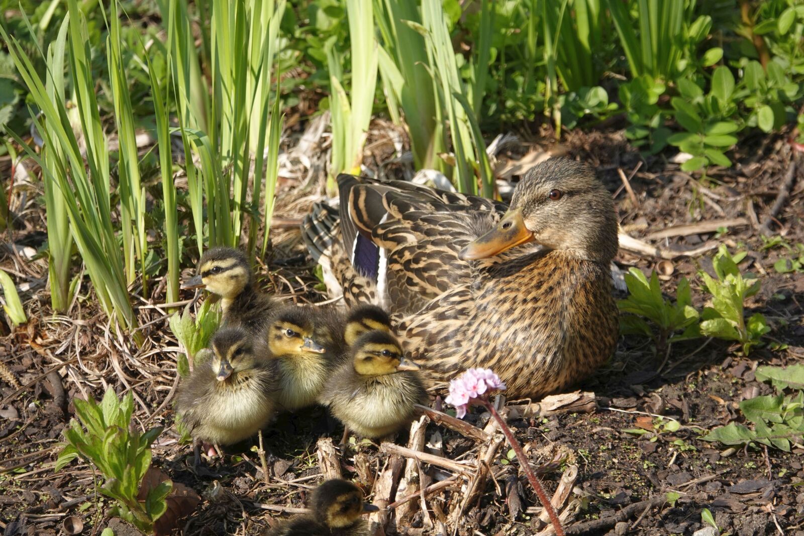 Sony Cyber-shot DSC-RX10 IV sample photo. Duck, ducklings, water bird photography
