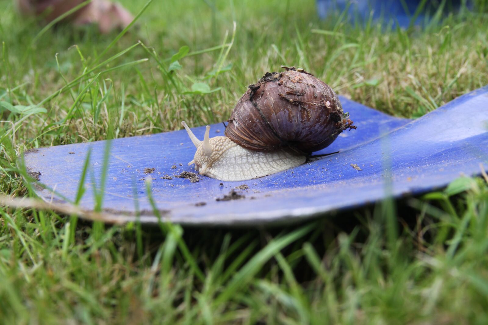 Canon EOS 50D sample photo. Snail, garden, crawl photography