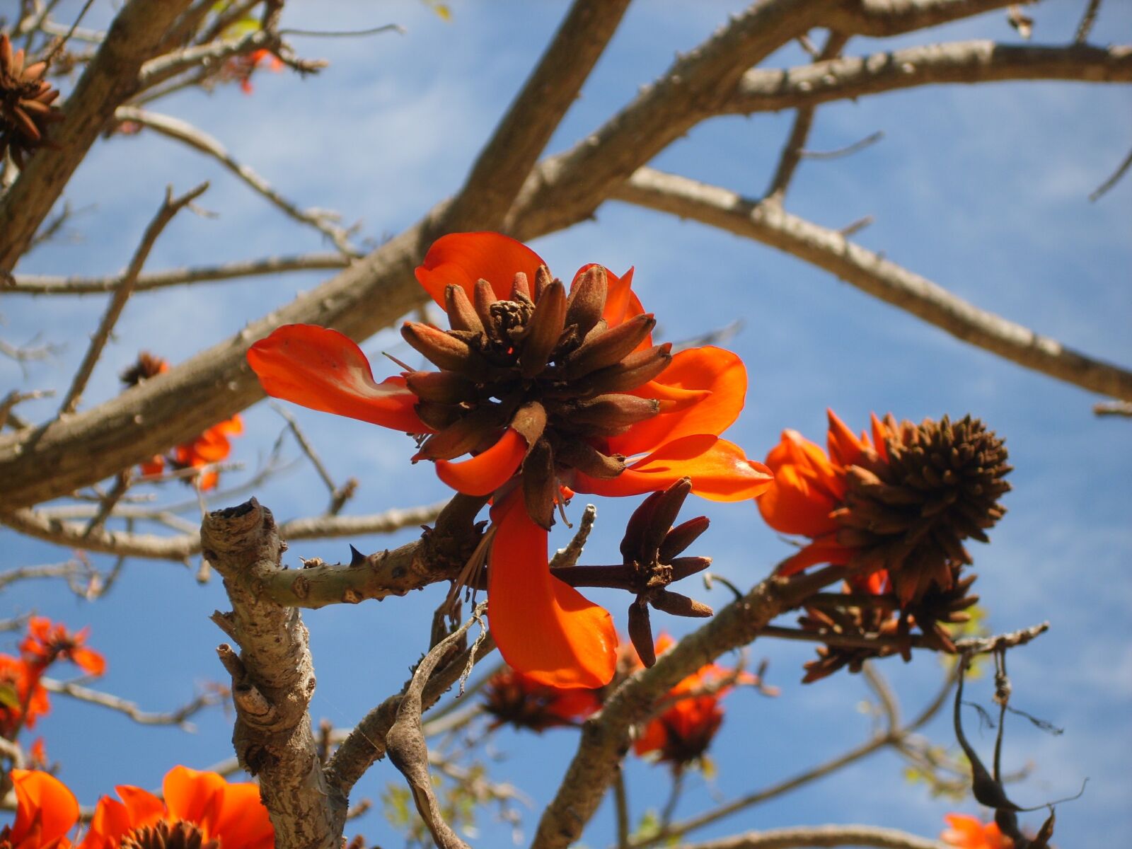 Samsung Digimax S830 / Kenox S830 sample photo. Tree, flowers, terra natura photography