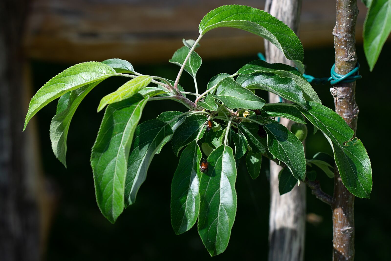Nikon D7100 sample photo. Branch, apple tree, apple photography
