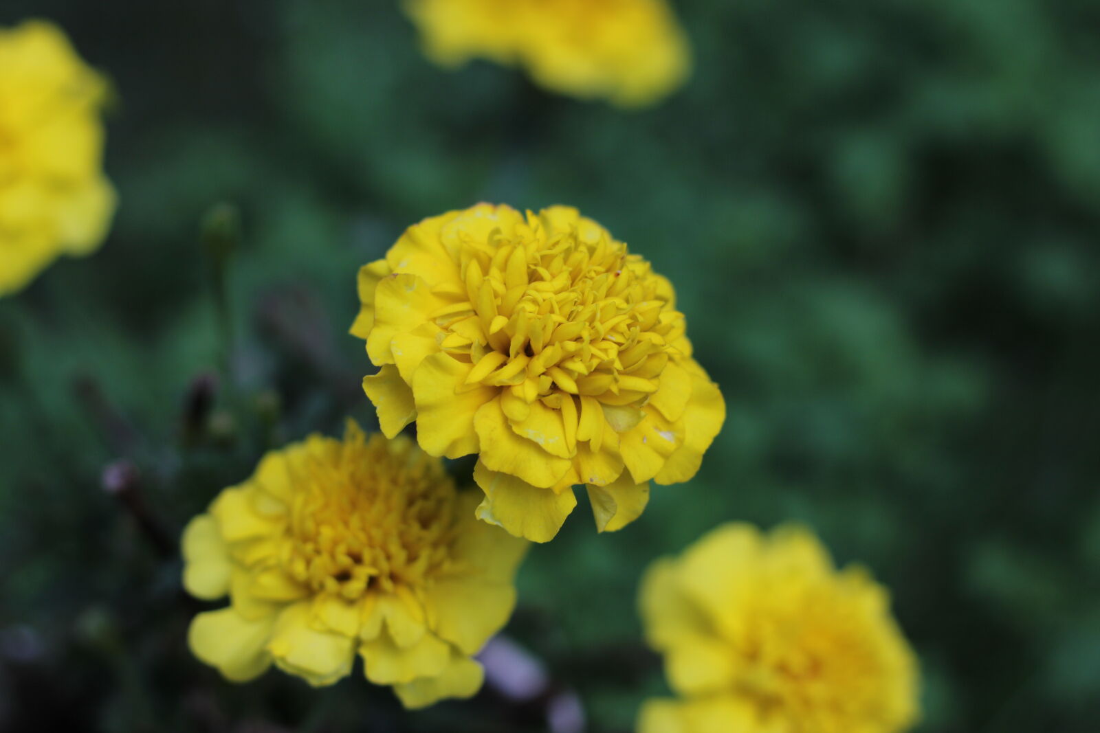 Canon EOS 600D (Rebel EOS T3i / EOS Kiss X5) + Canon EF 50mm F1.8 STM sample photo. Beautiful, flowers, colorful, flowers photography