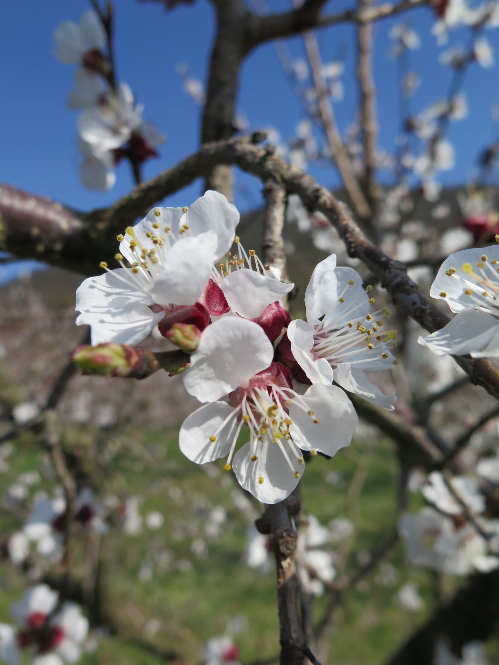 Canon PowerShot G16 sample photo. Apricot blossom, blossom, bloom photography