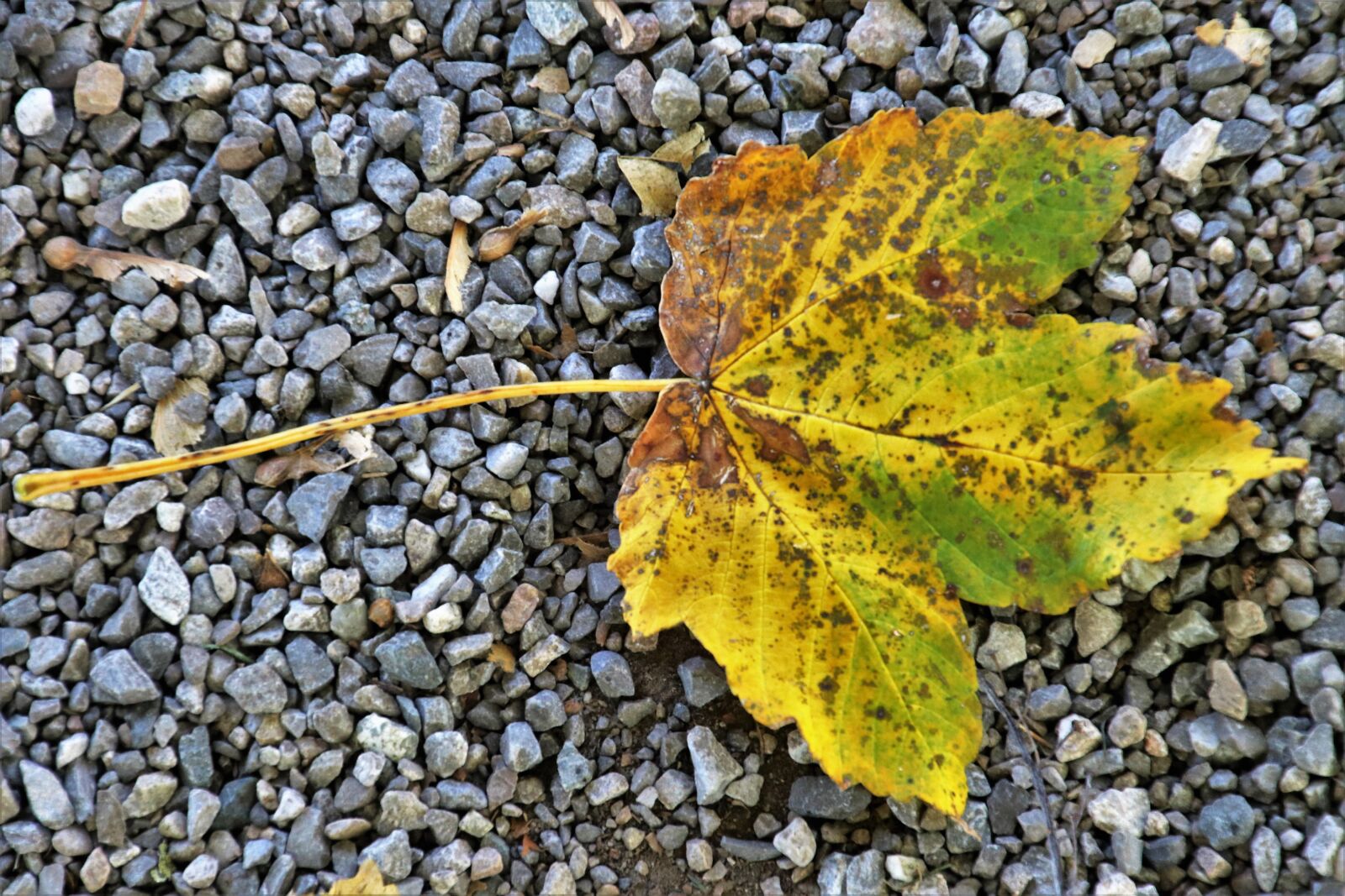 Canon EOS 80D sample photo. Gravel, leaf, stone photography