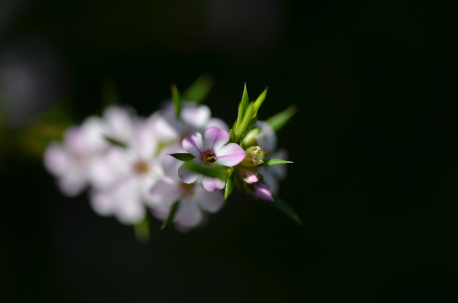 Nikon D7000 sample photo. Flower, bloom, blossom photography