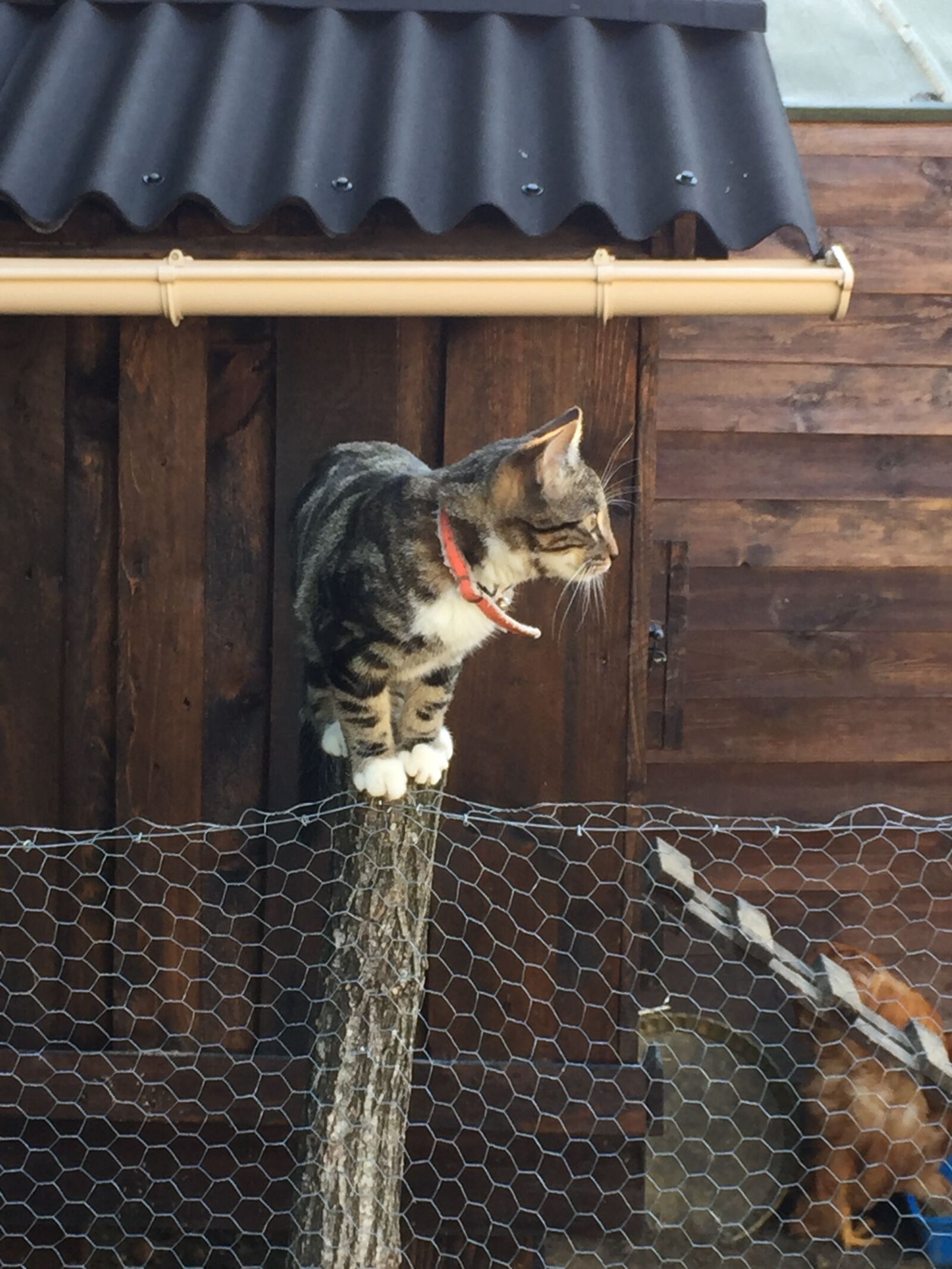 iPhone 6 Plus back camera 4.15mm f/2.2 sample photo. Cat, with, chicken photography