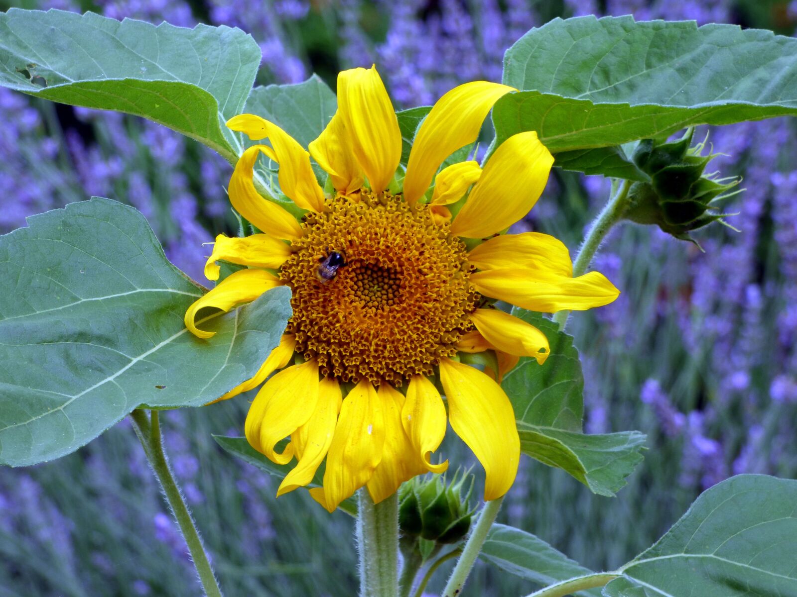 Panasonic DMC-FZ72 sample photo. Sunflower, flower, lavender photography
