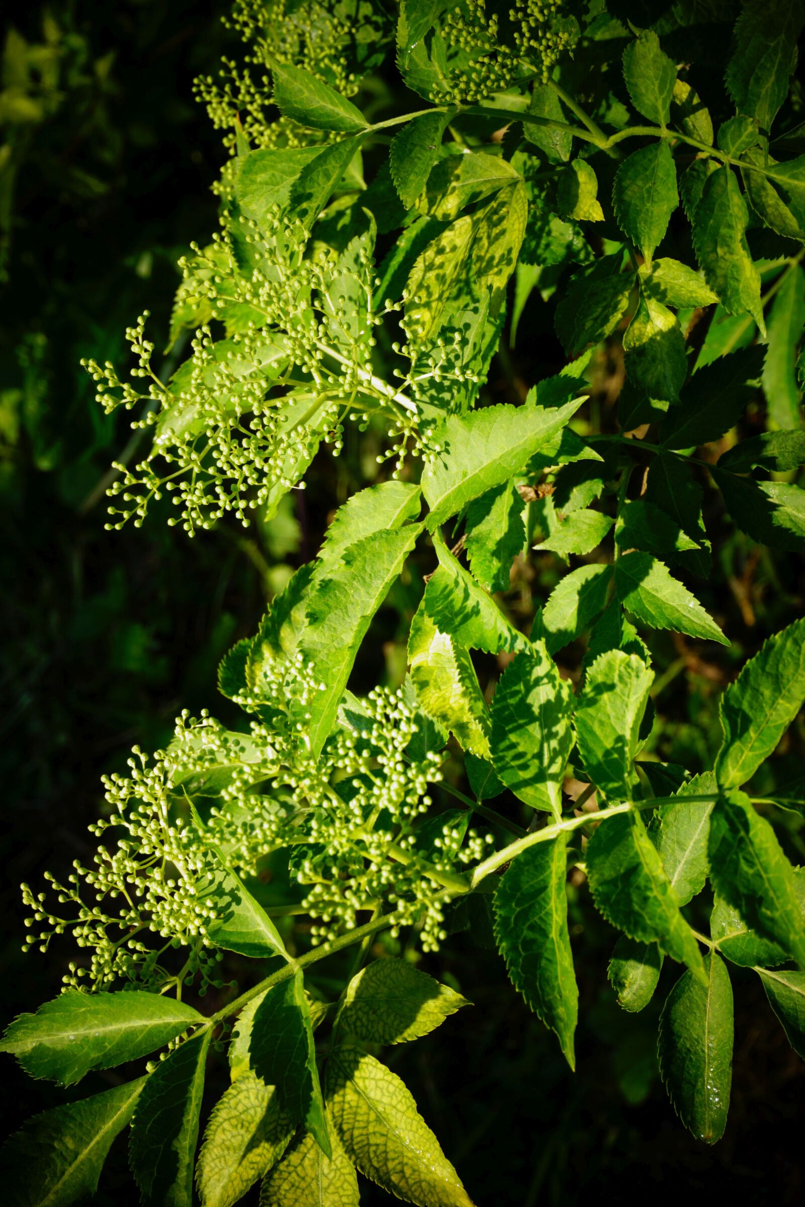 Sony a6000 sample photo. Elder, blossom, bloom photography