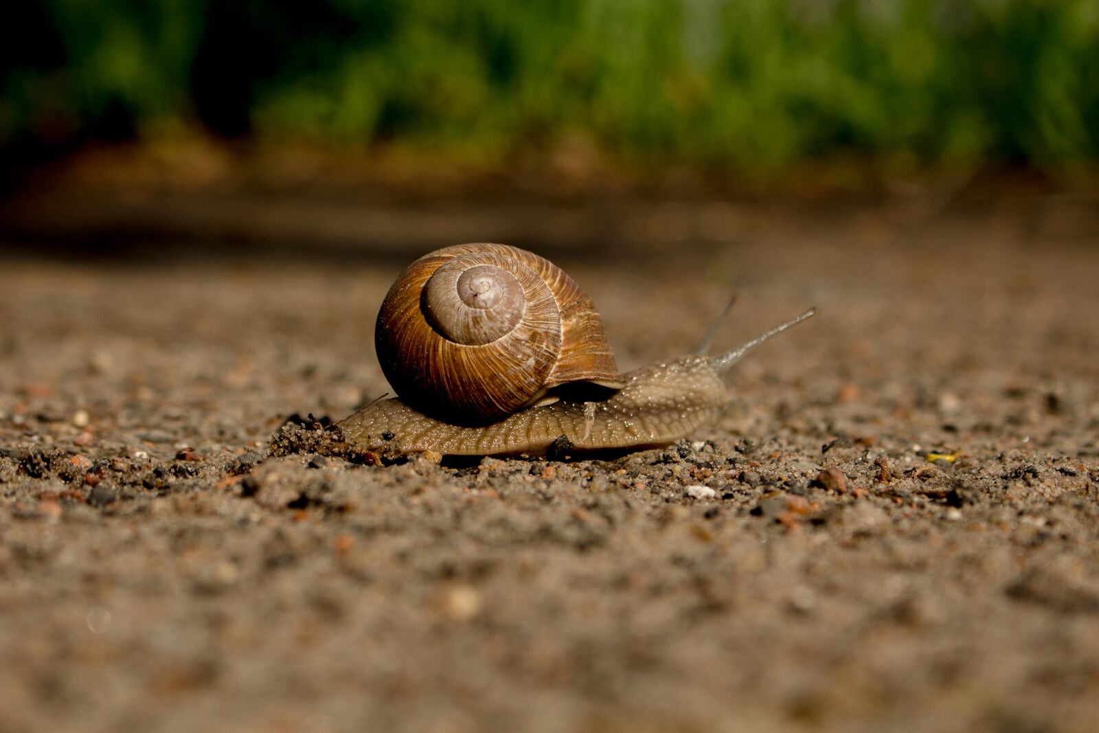 Canon EOS 700D (EOS Rebel T5i / EOS Kiss X7i) sample photo. Snail, winniczek, nature photography