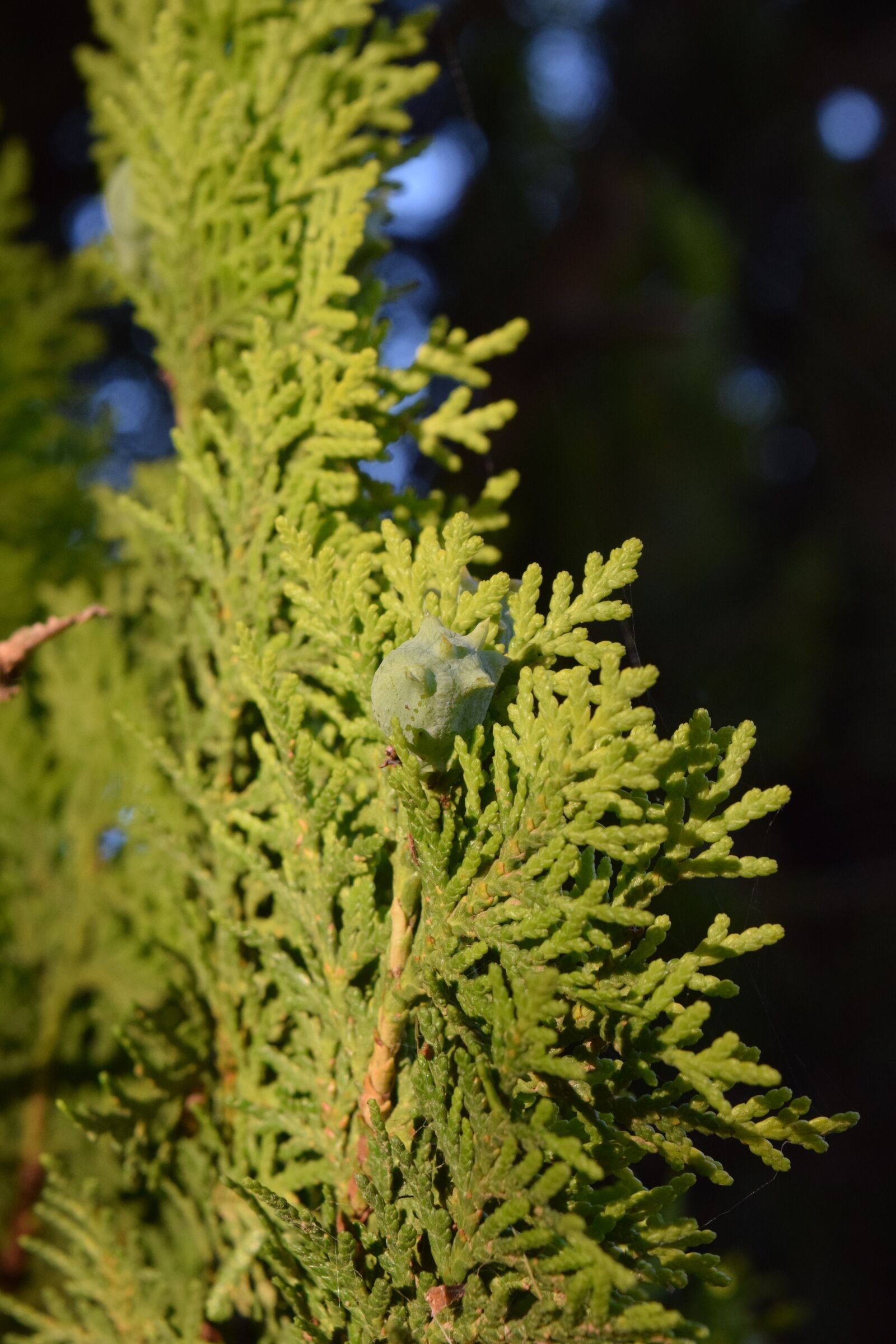 Nikon D3300 sample photo. Evergreen, tuja, structure photography