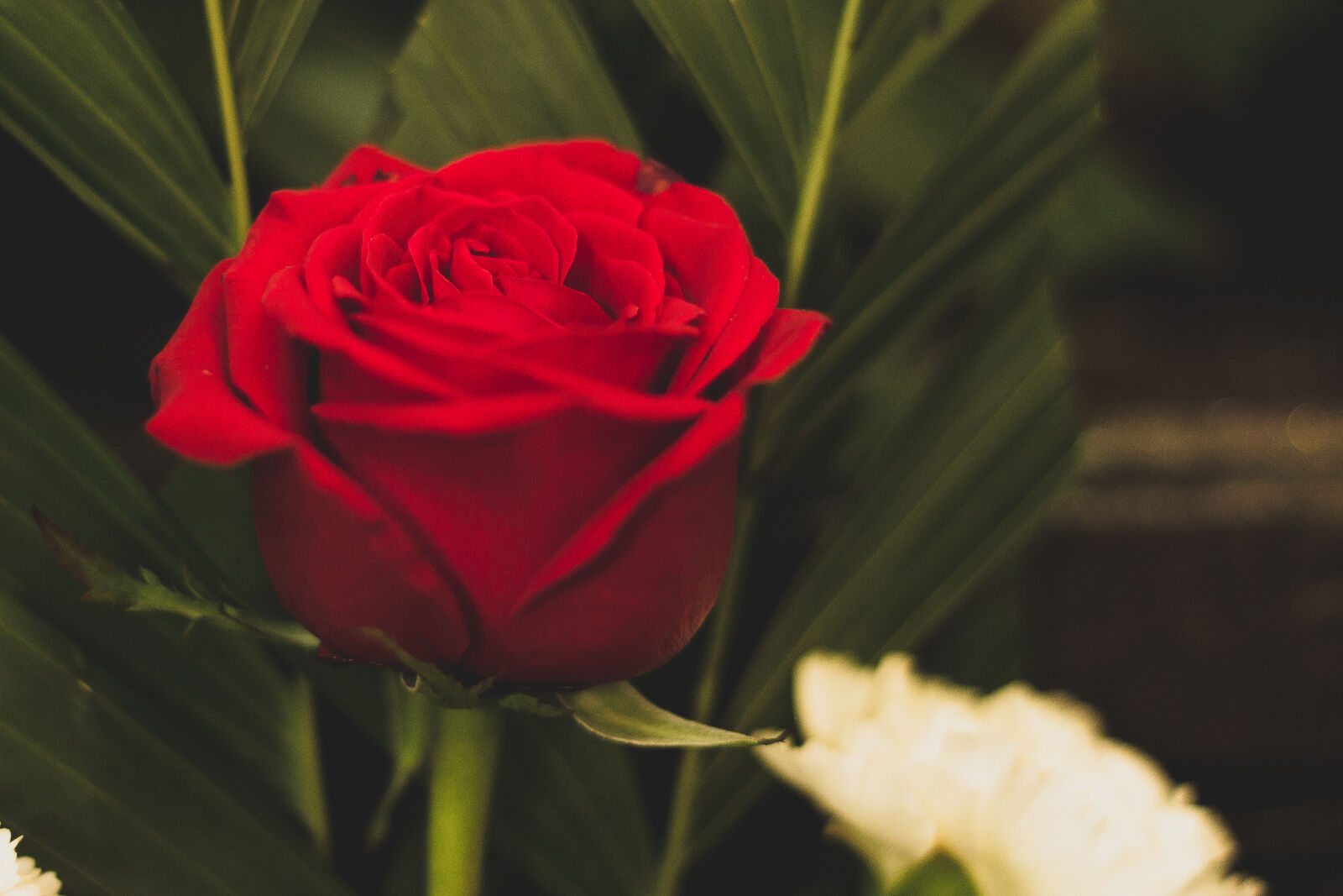 Canon EF 50mm F1.8 II sample photo. Red, rose photography